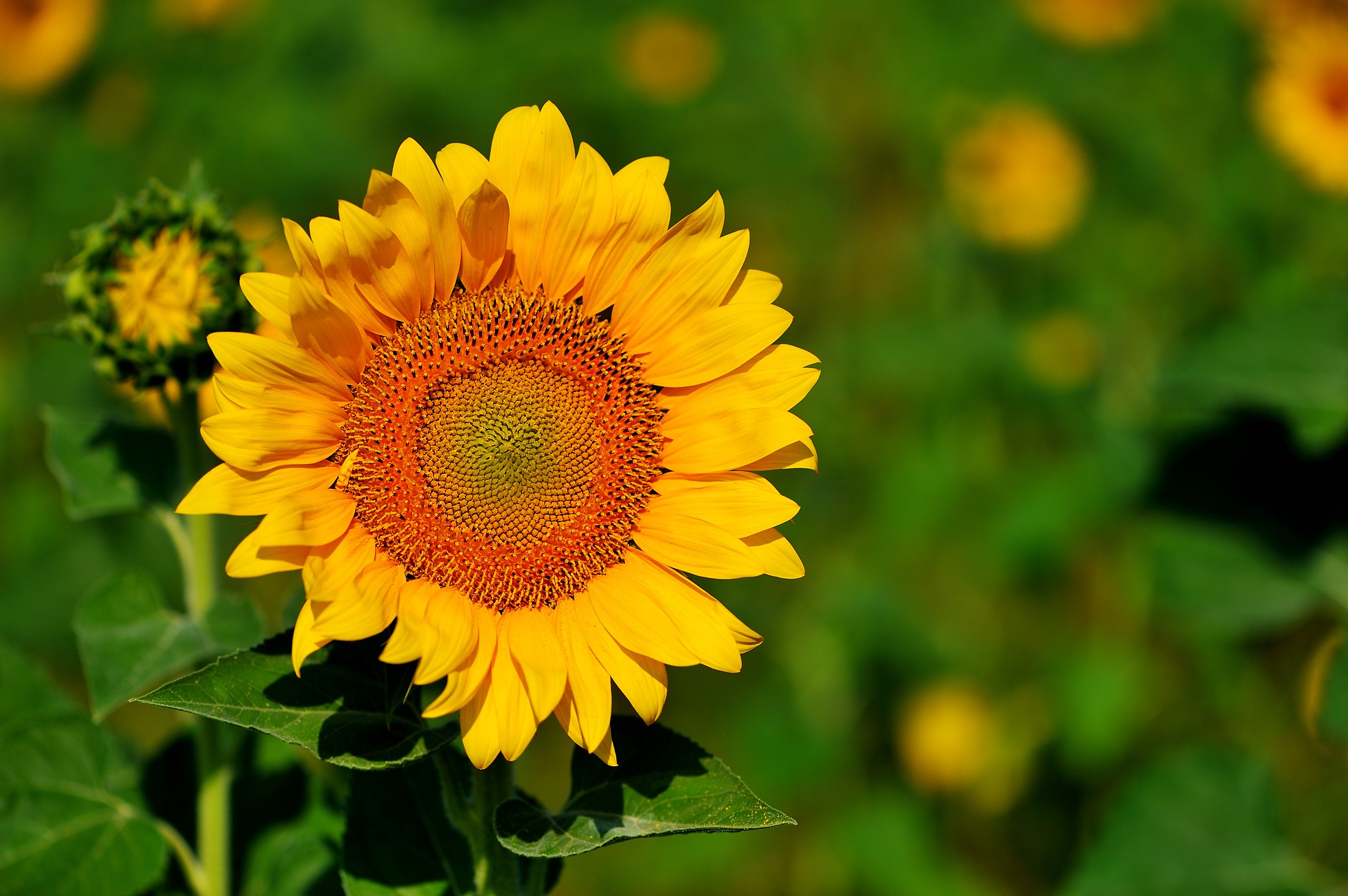e' tempo di Girasoli