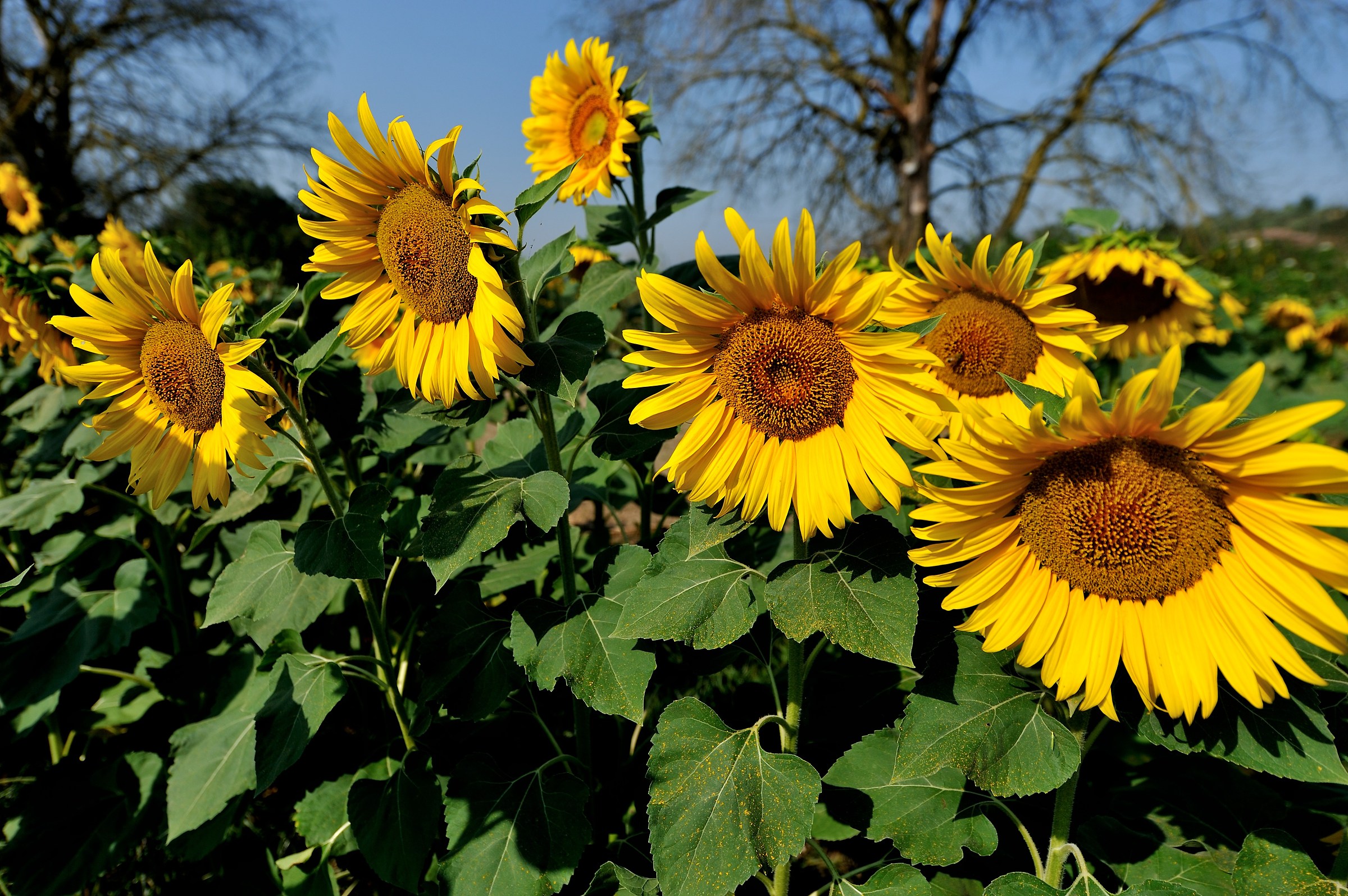 e' tempo di Girasoli
