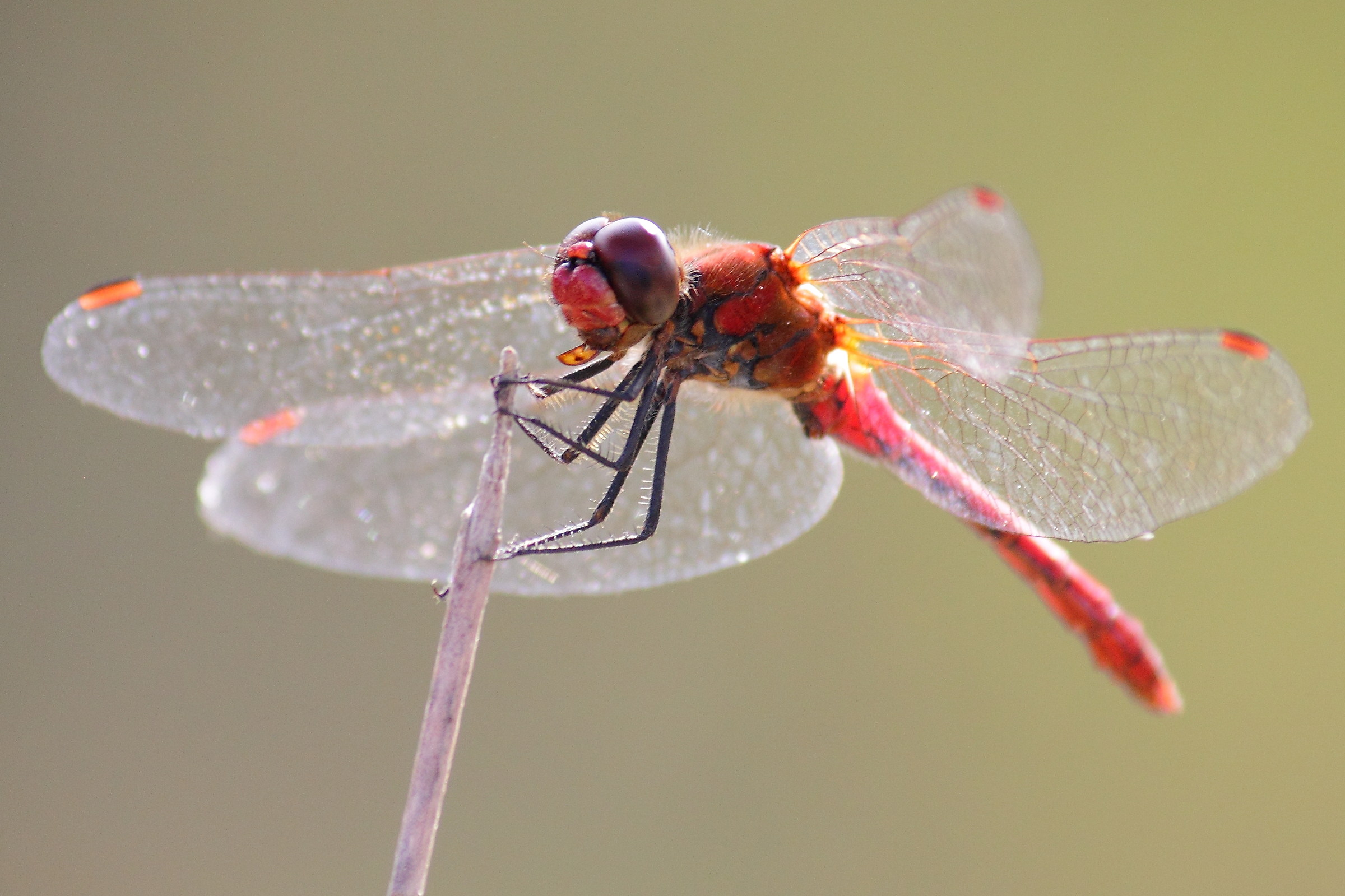 Libellula