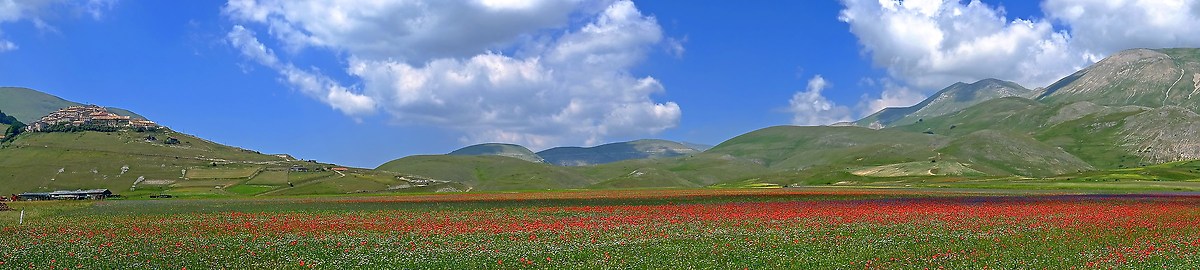On the fields of blooming poppies Castelluccio ...
