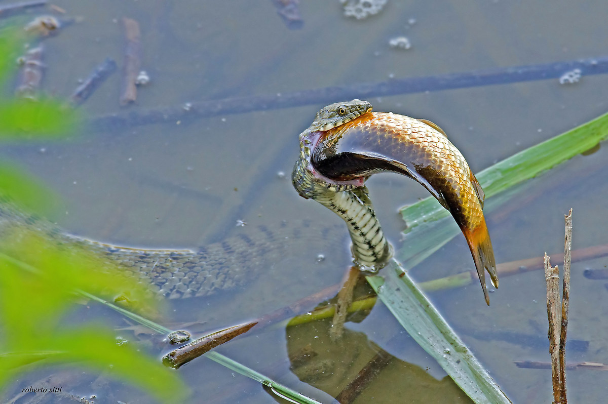 Grass Snake