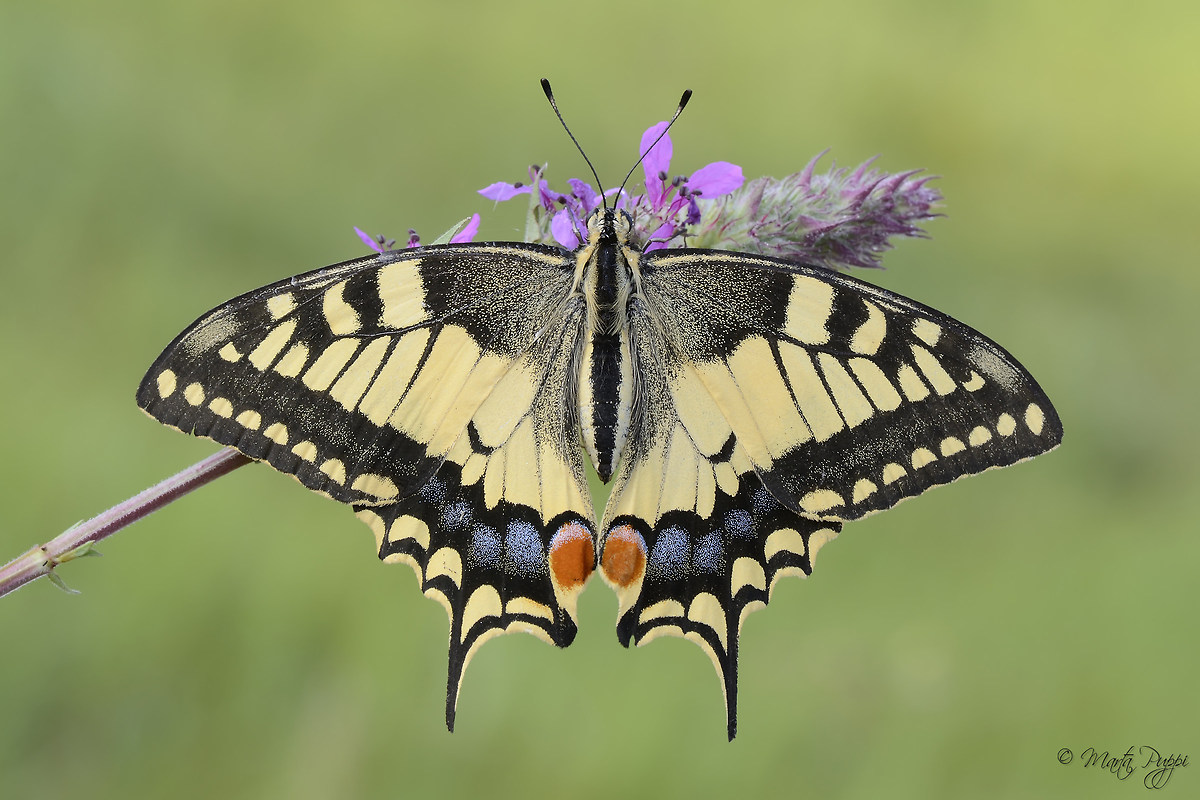 Papilio Machaon