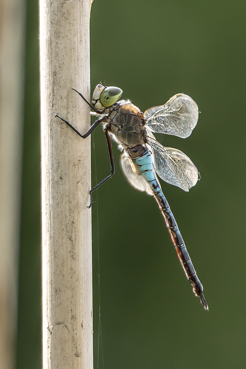 Libellula