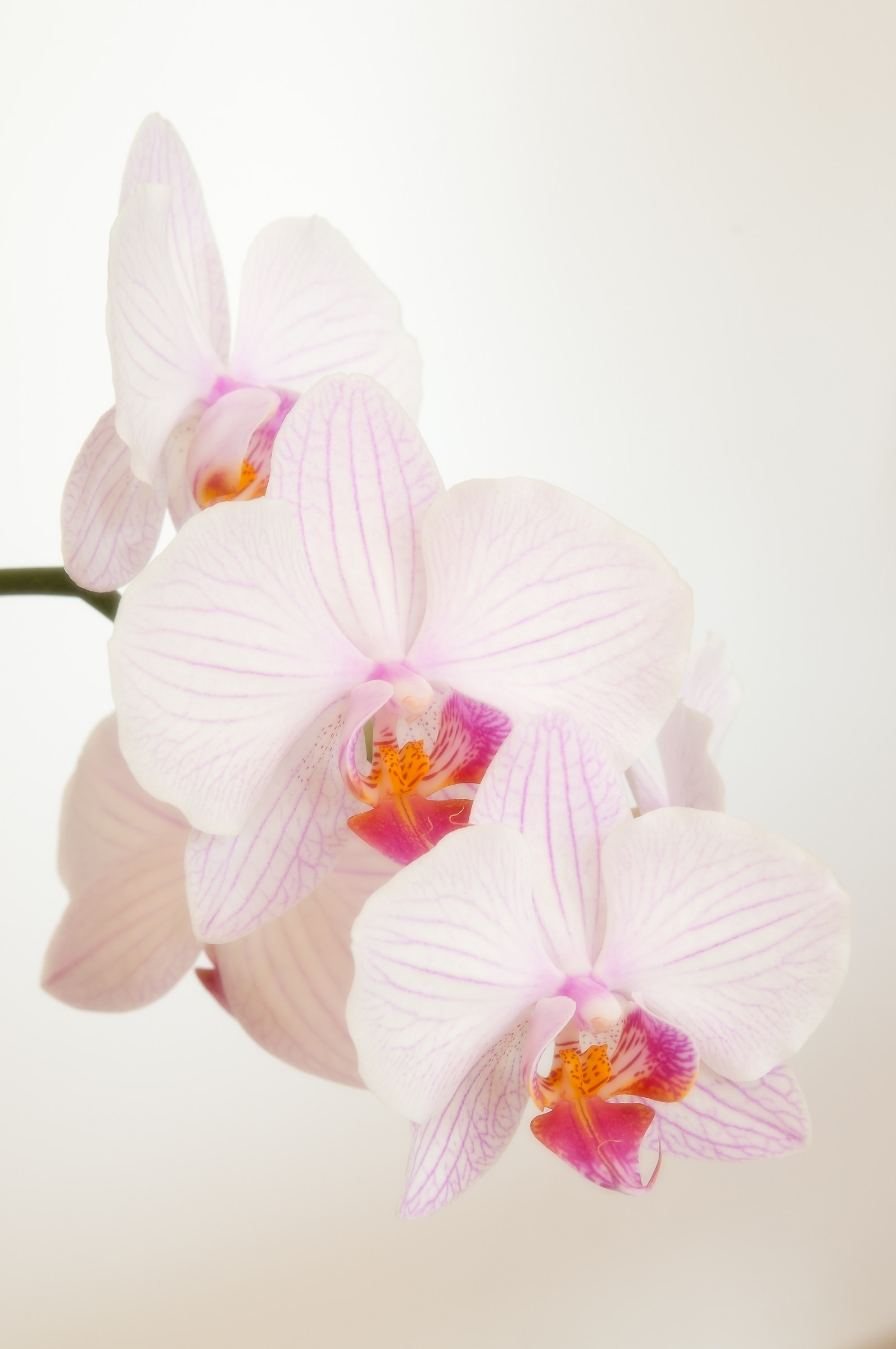 orchid soft