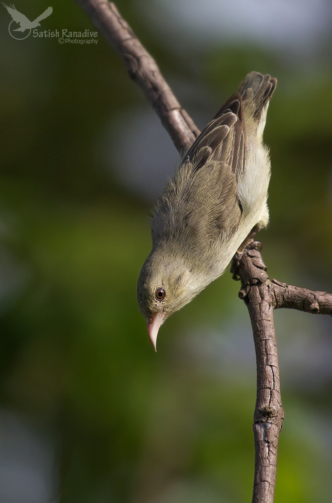 Pale-billed Flowerpecker.