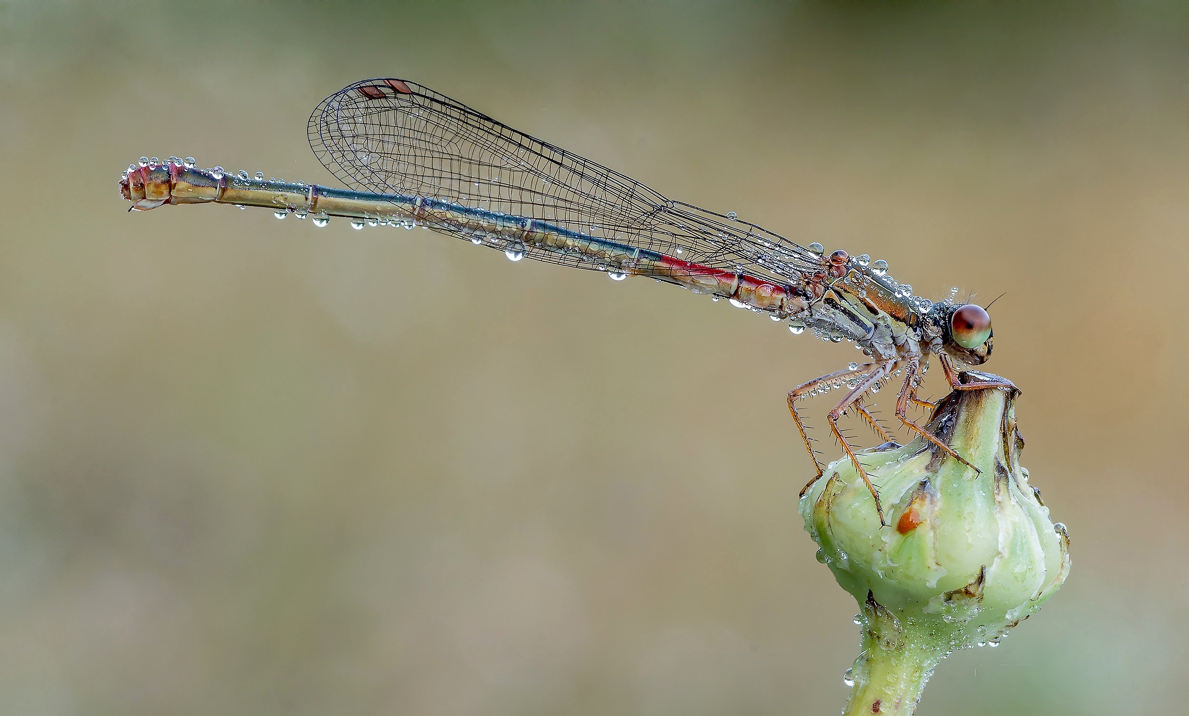 Ceriagron Tenellum femm.