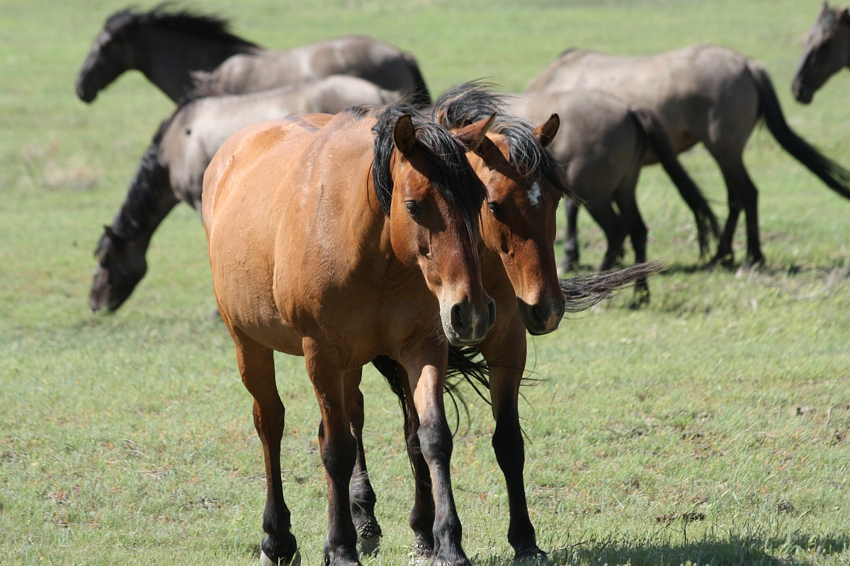 wild horses in Wyoming