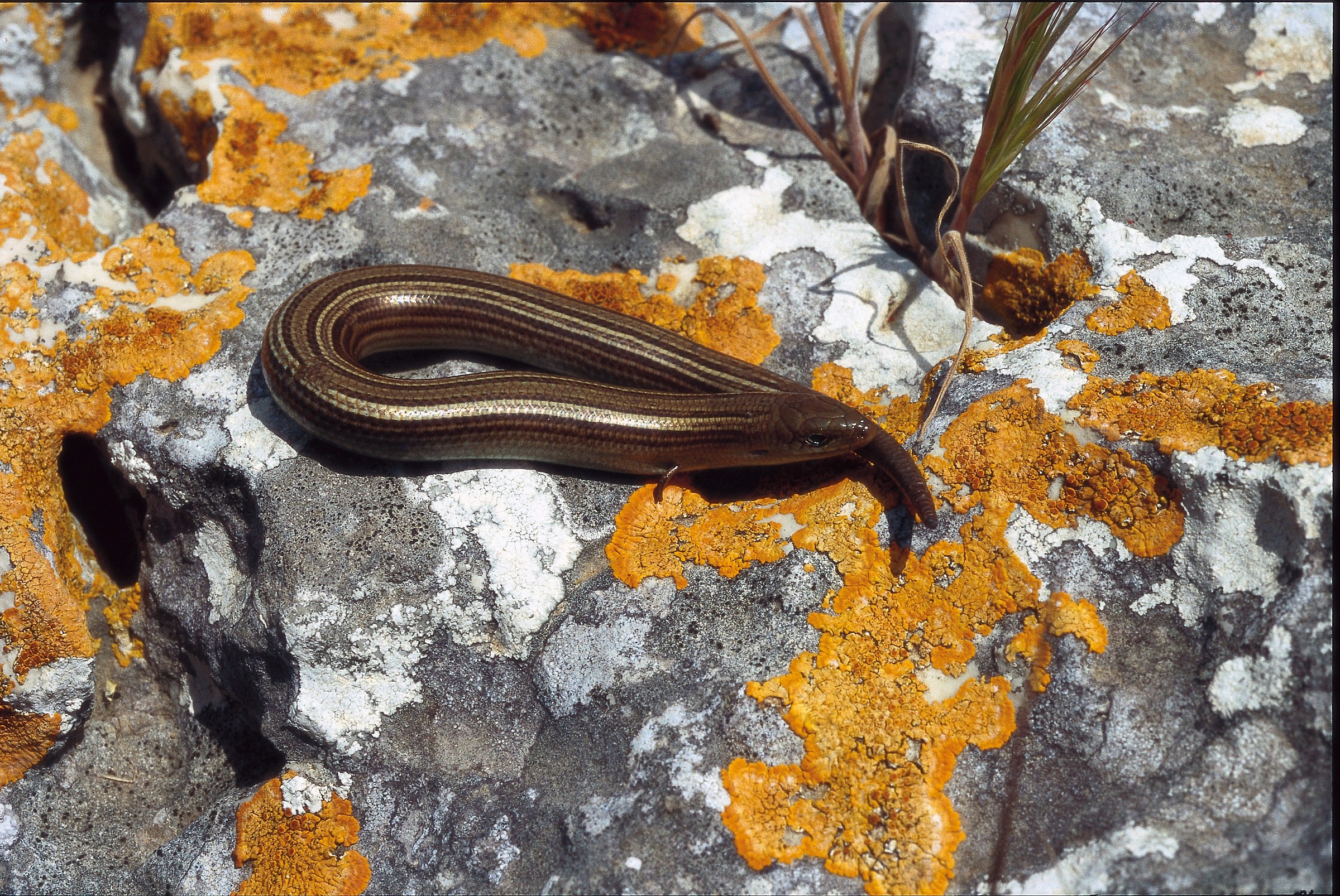 Chalcides chalcides