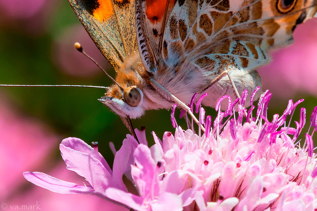 Vanessa cardui