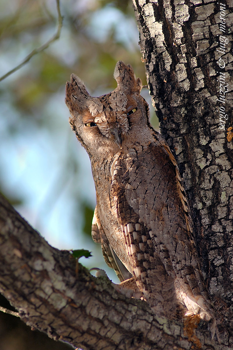 il mimetismo dell'assiolo