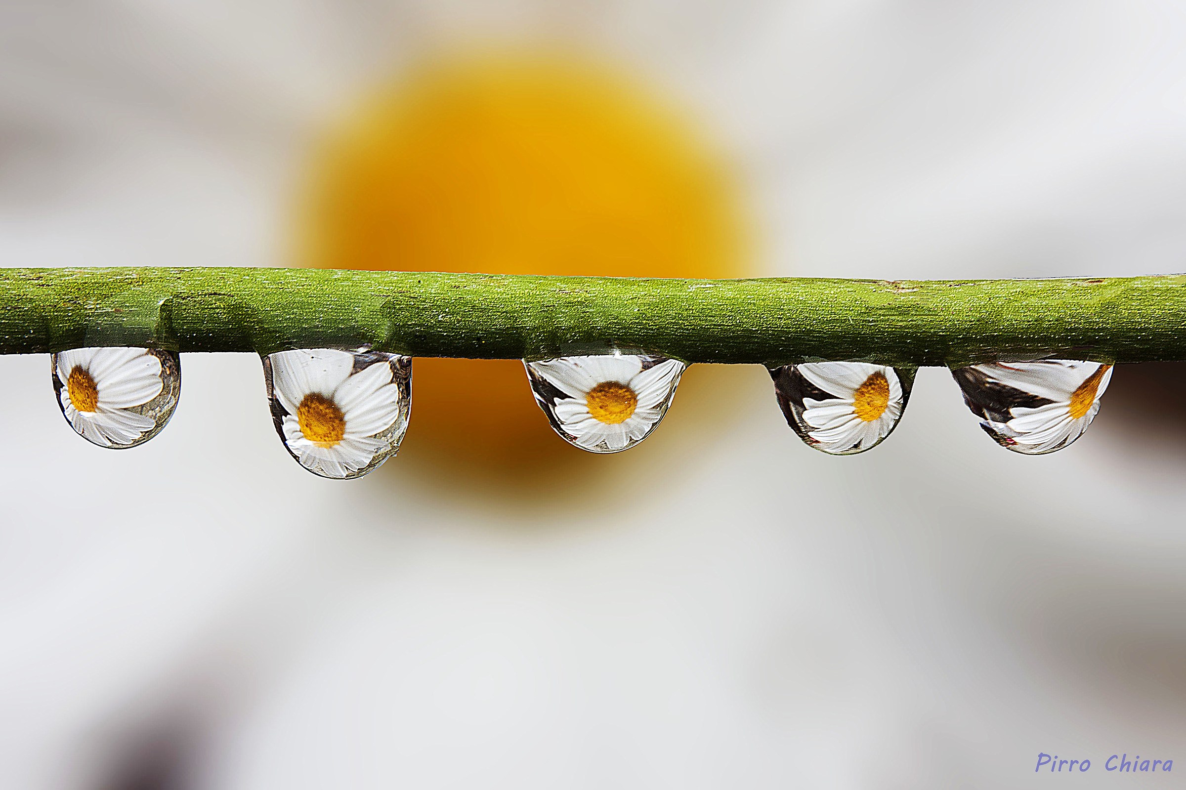 necklace of daisies