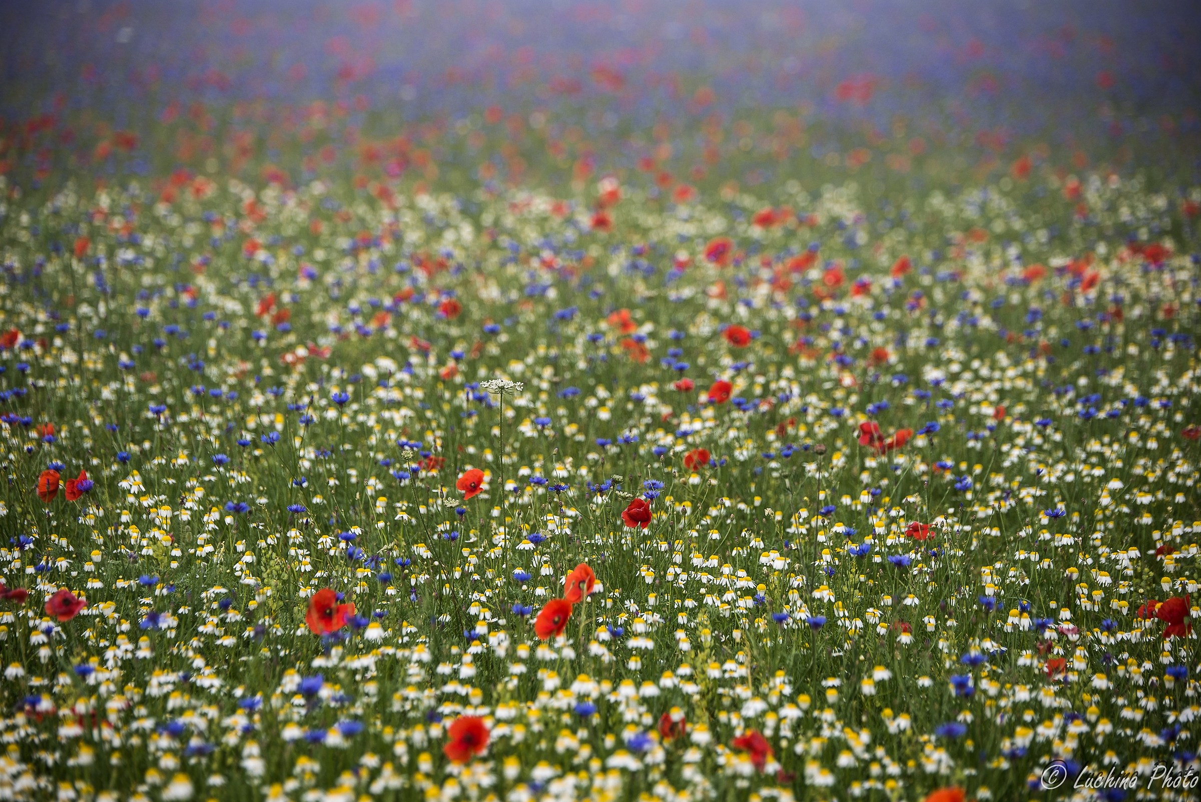 castelluccio "La Fiorita"