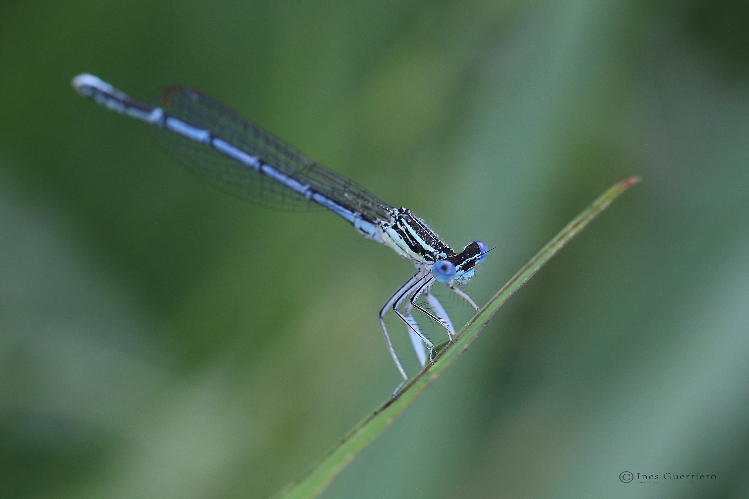 Small dragonfly in the early hours of the day