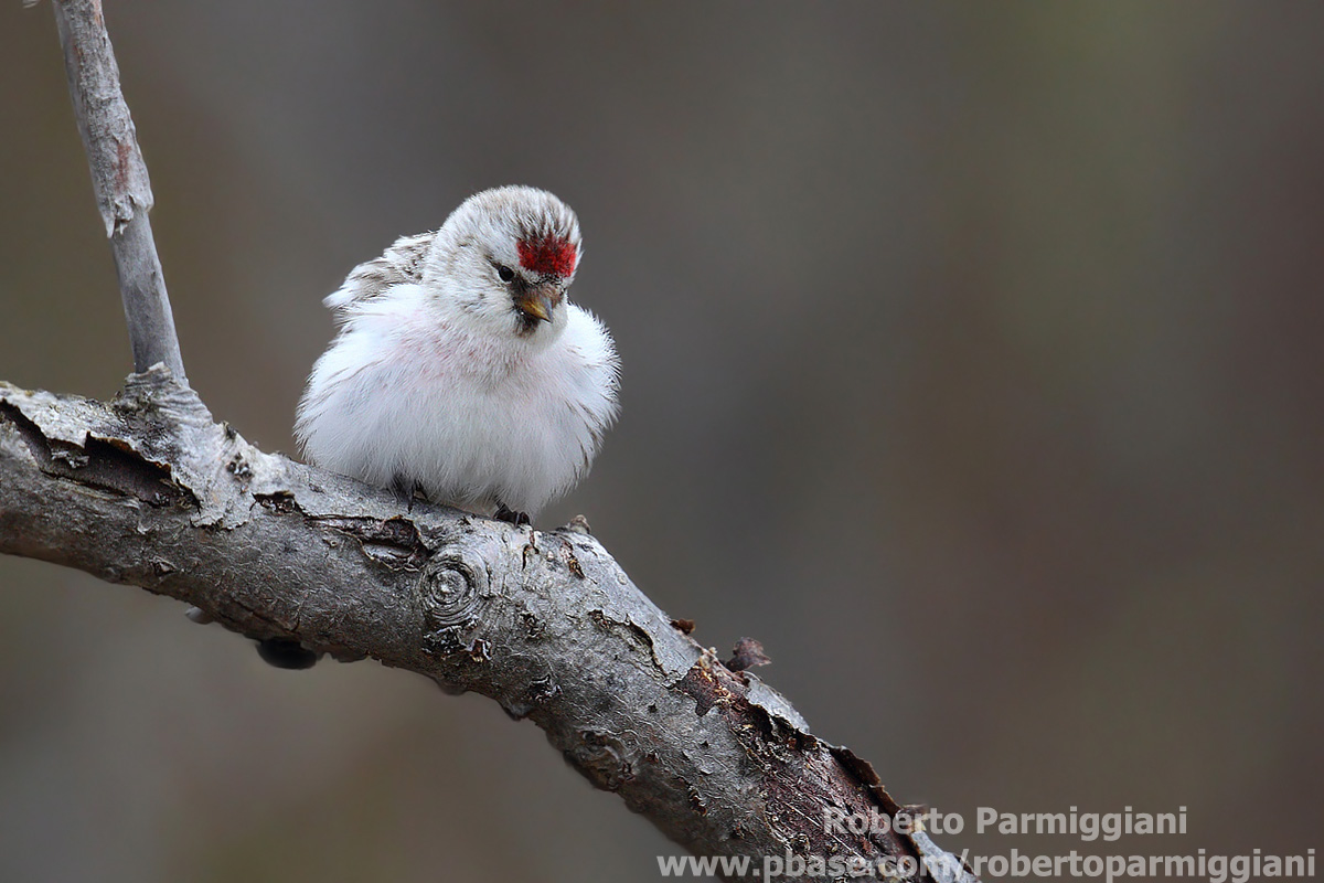 Batuffolo di cotone (organetto artico)