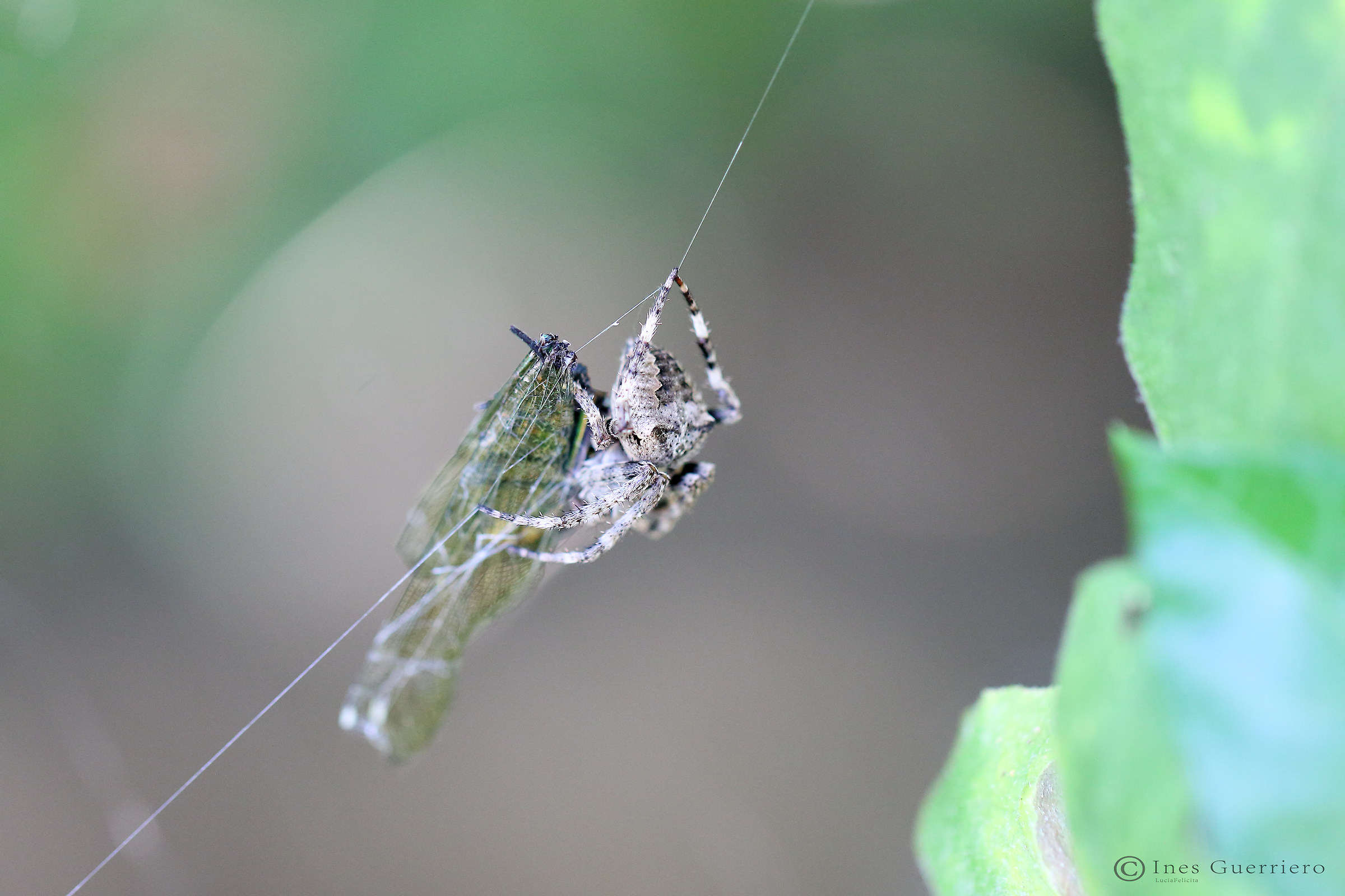 Per ogni sconfitto, c'è sempre un vincitore