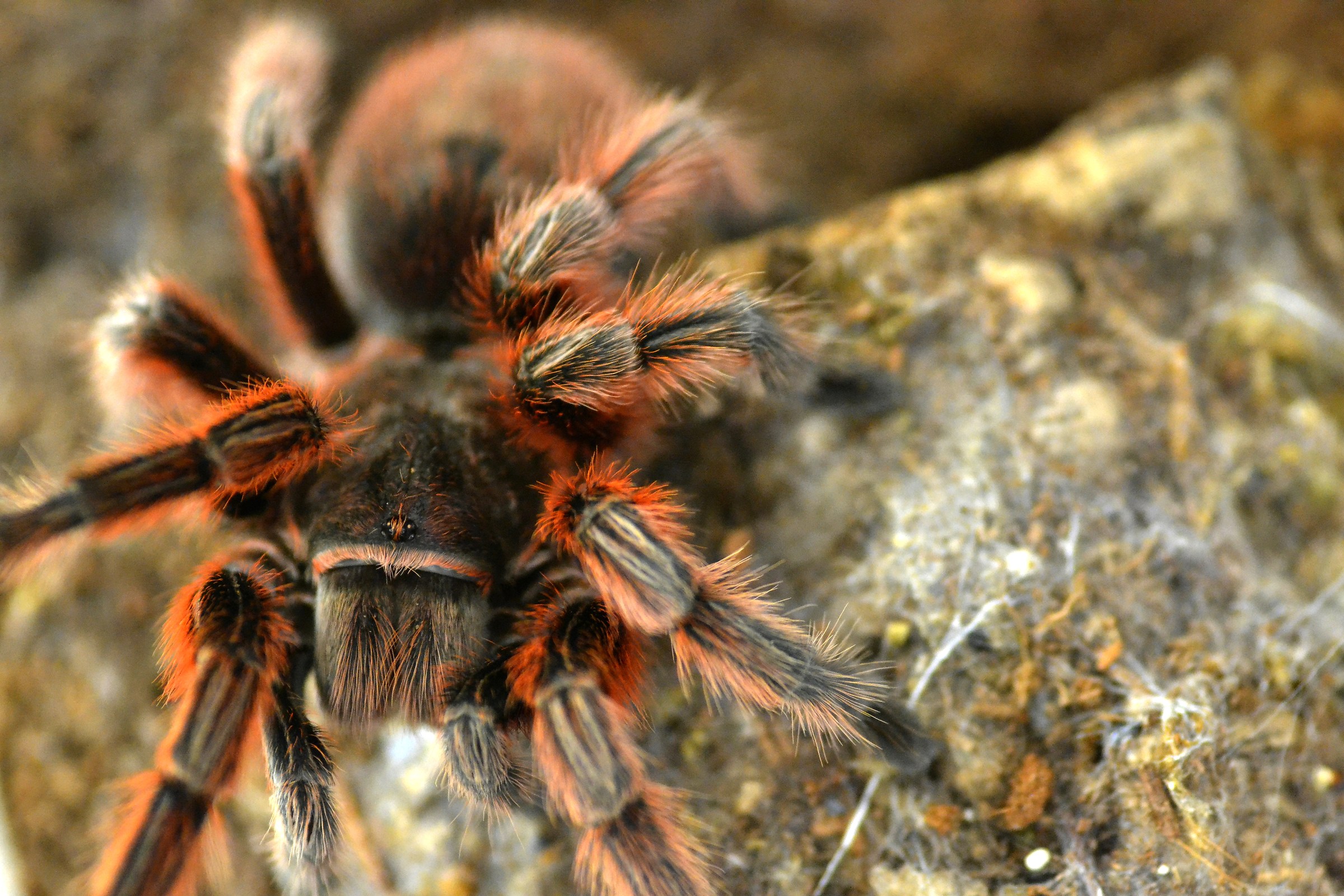 Grammostola rosea. Red variant