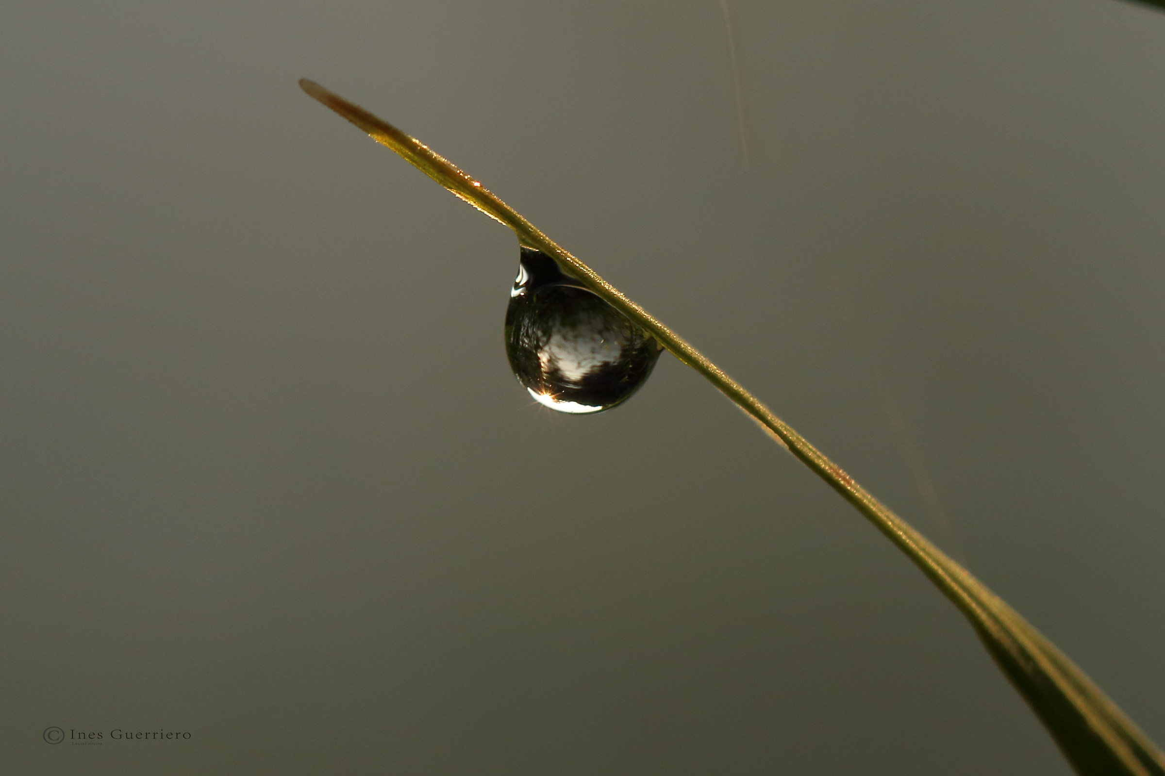 L'alba in una goccia di rugiada