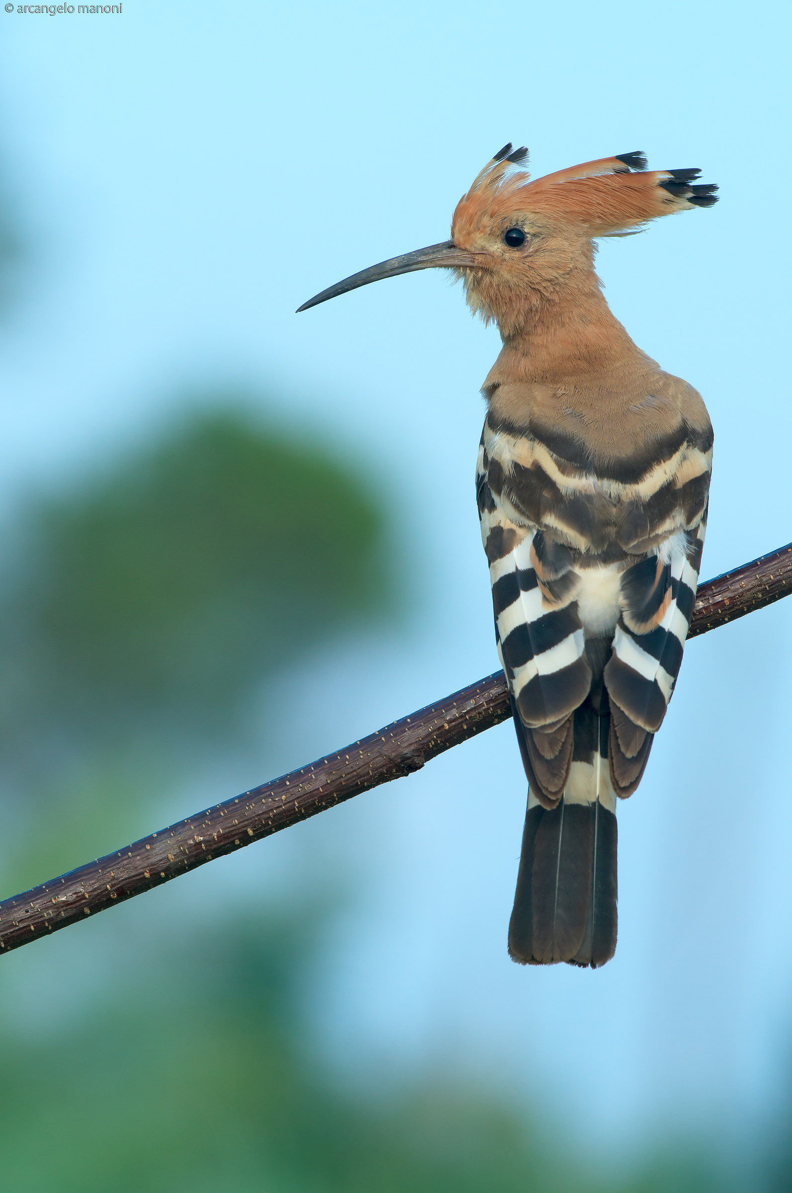 One morning a hoopoe