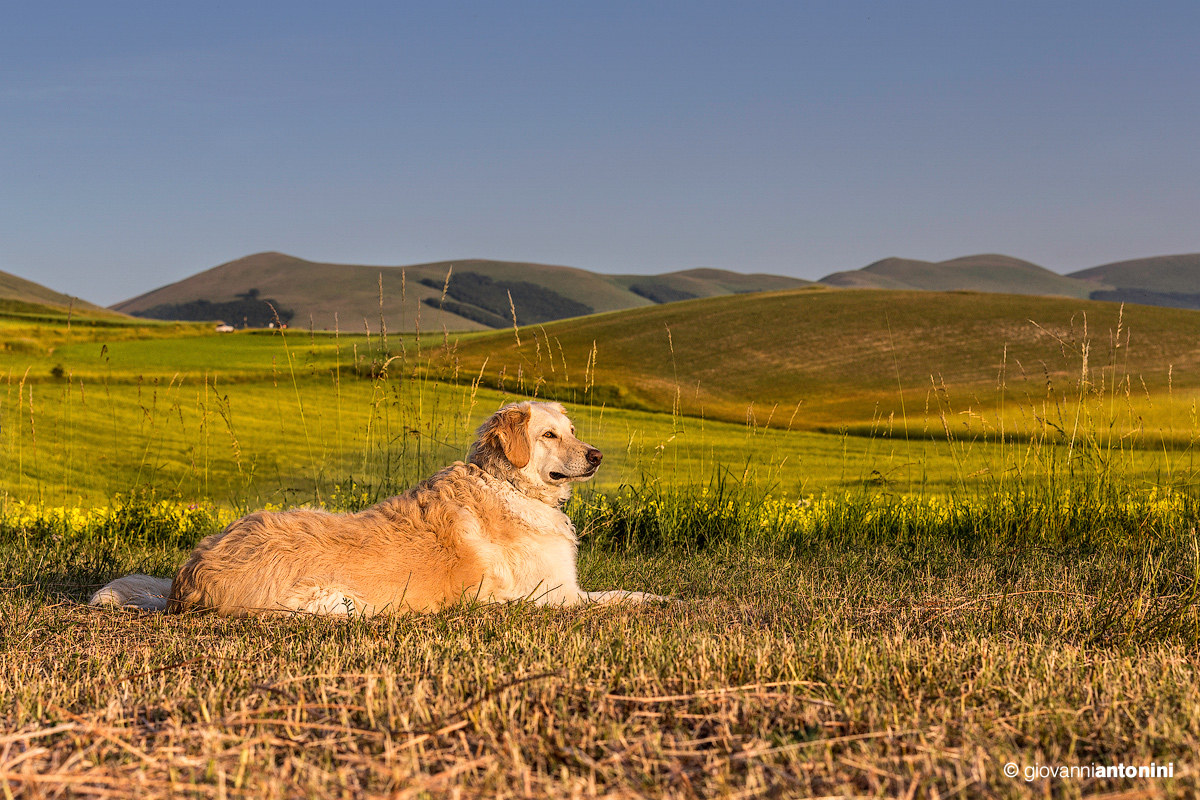 The guard of Castelluccio
