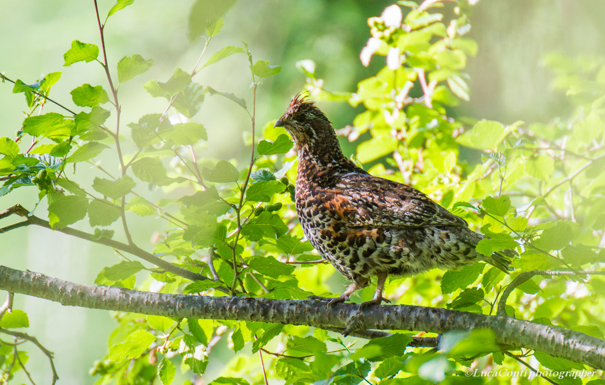 Femmina di Francolino di monte in Valsassina