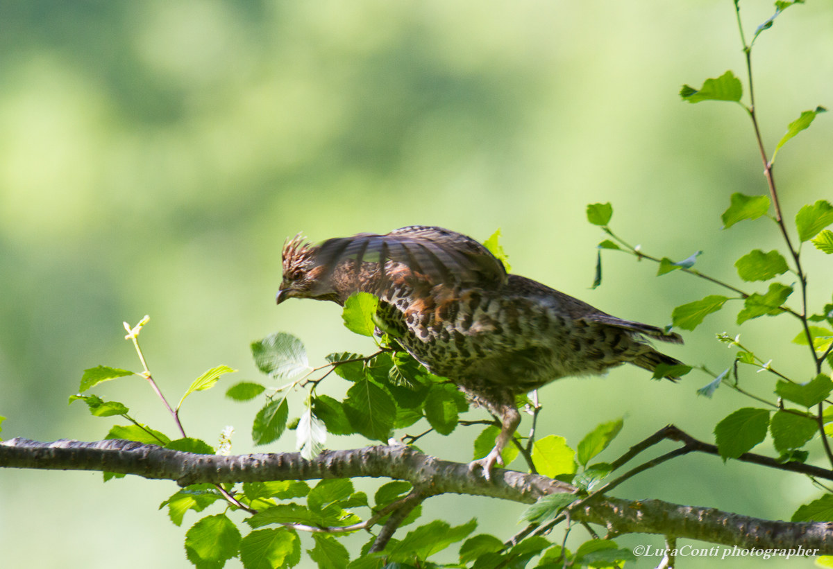 Femmina di Francolino di monte in Valsassina