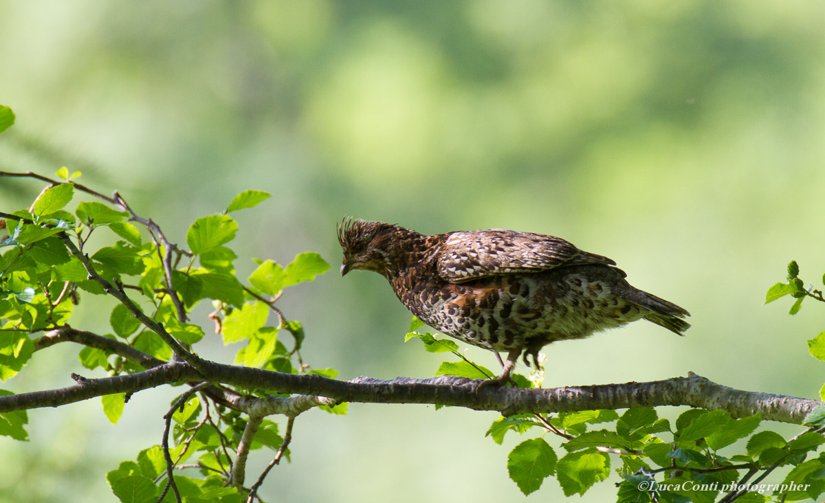 Femmina di Francolino di monte in Valsassina