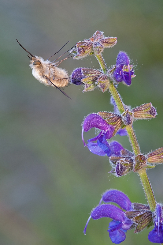 Bombylius majors on Salvia pratensis