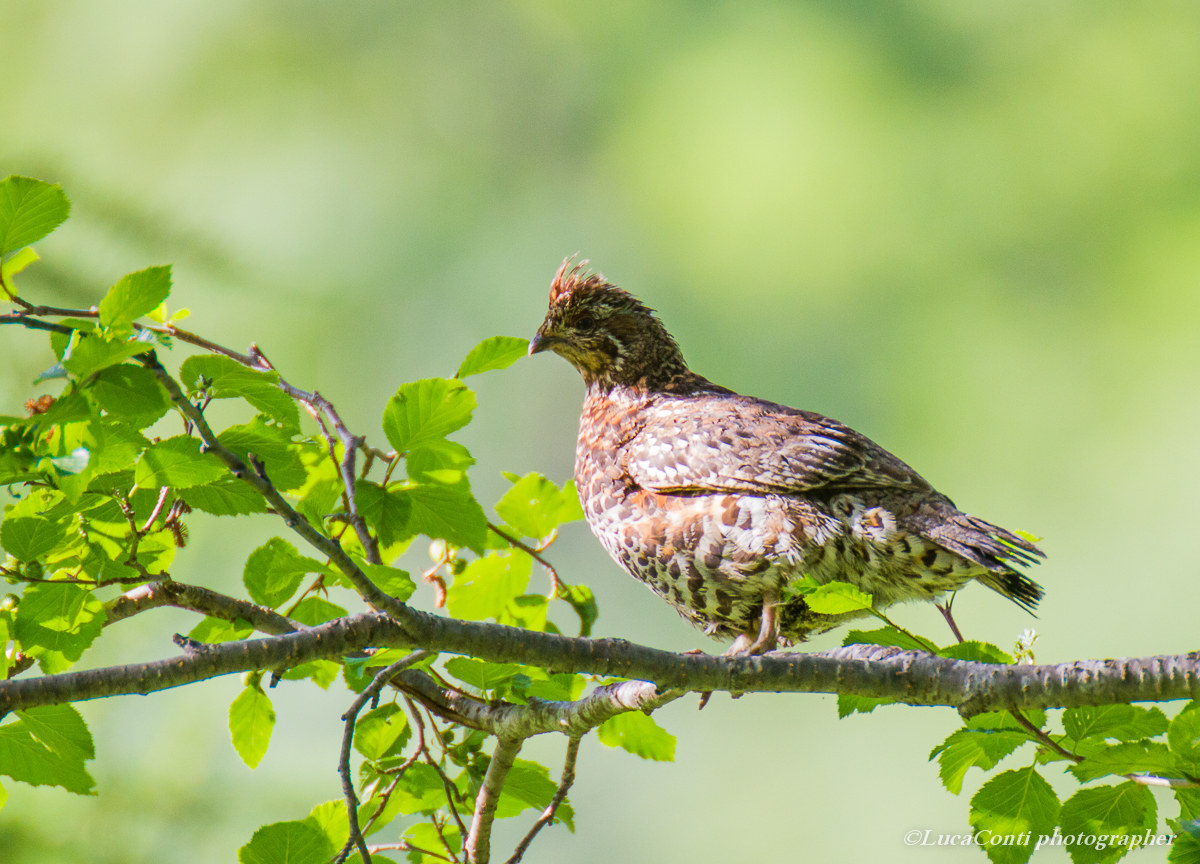 Hazel grouse in Valsassina