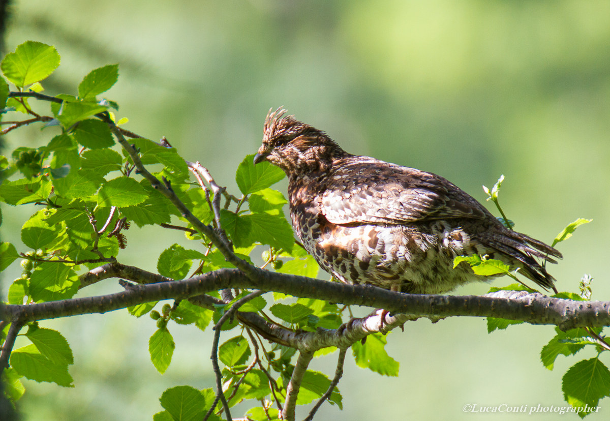 Femmina di Francolino di monte in Valsassina