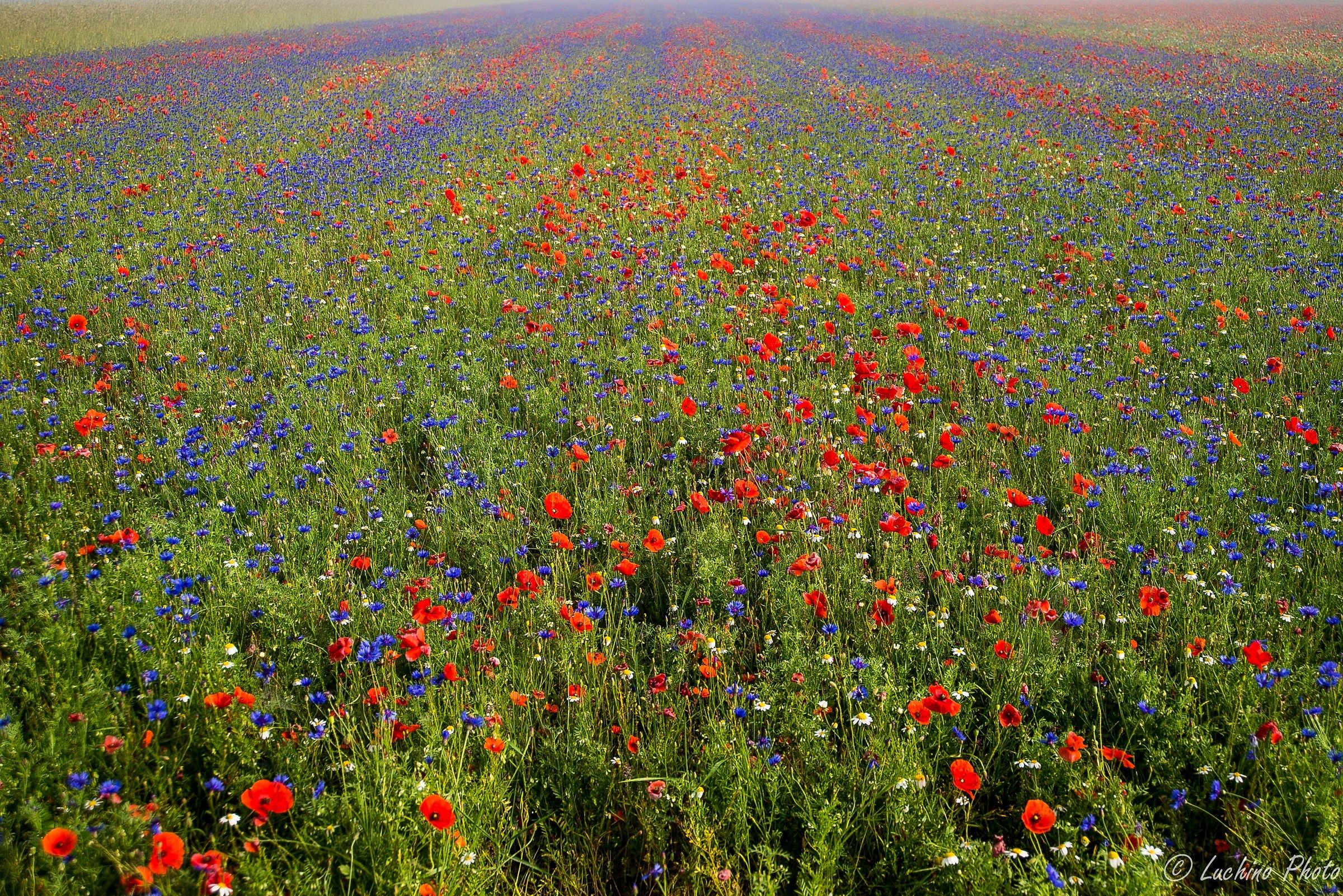 castelluccio this morning