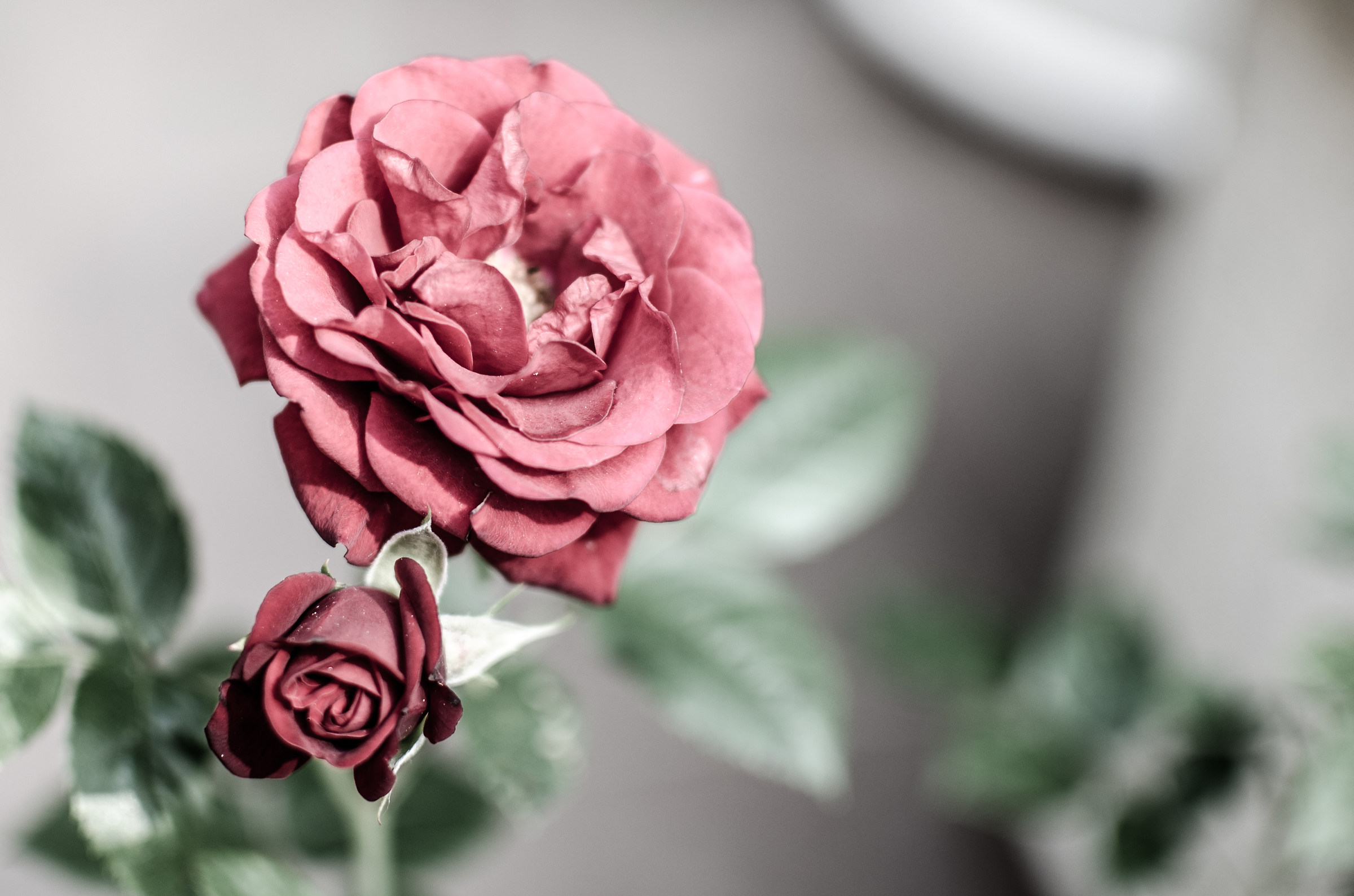 Antique Rose