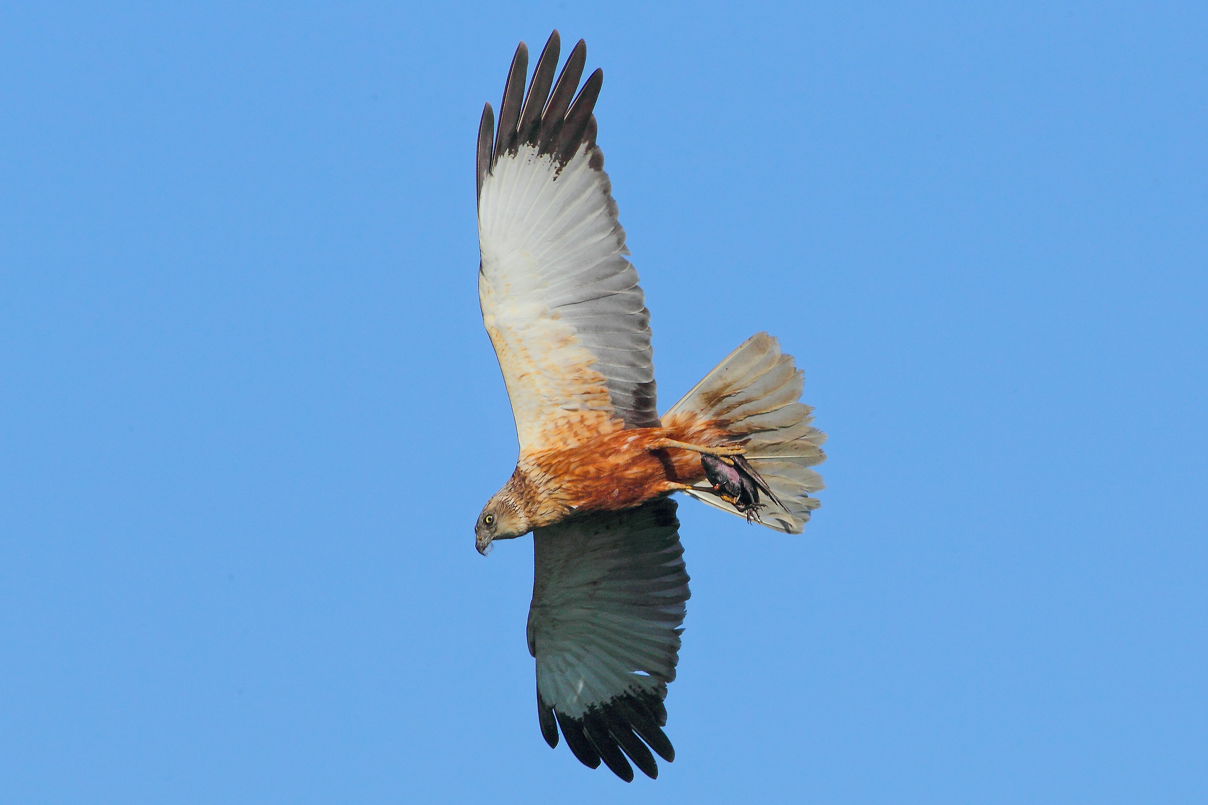 Marsh Harrier