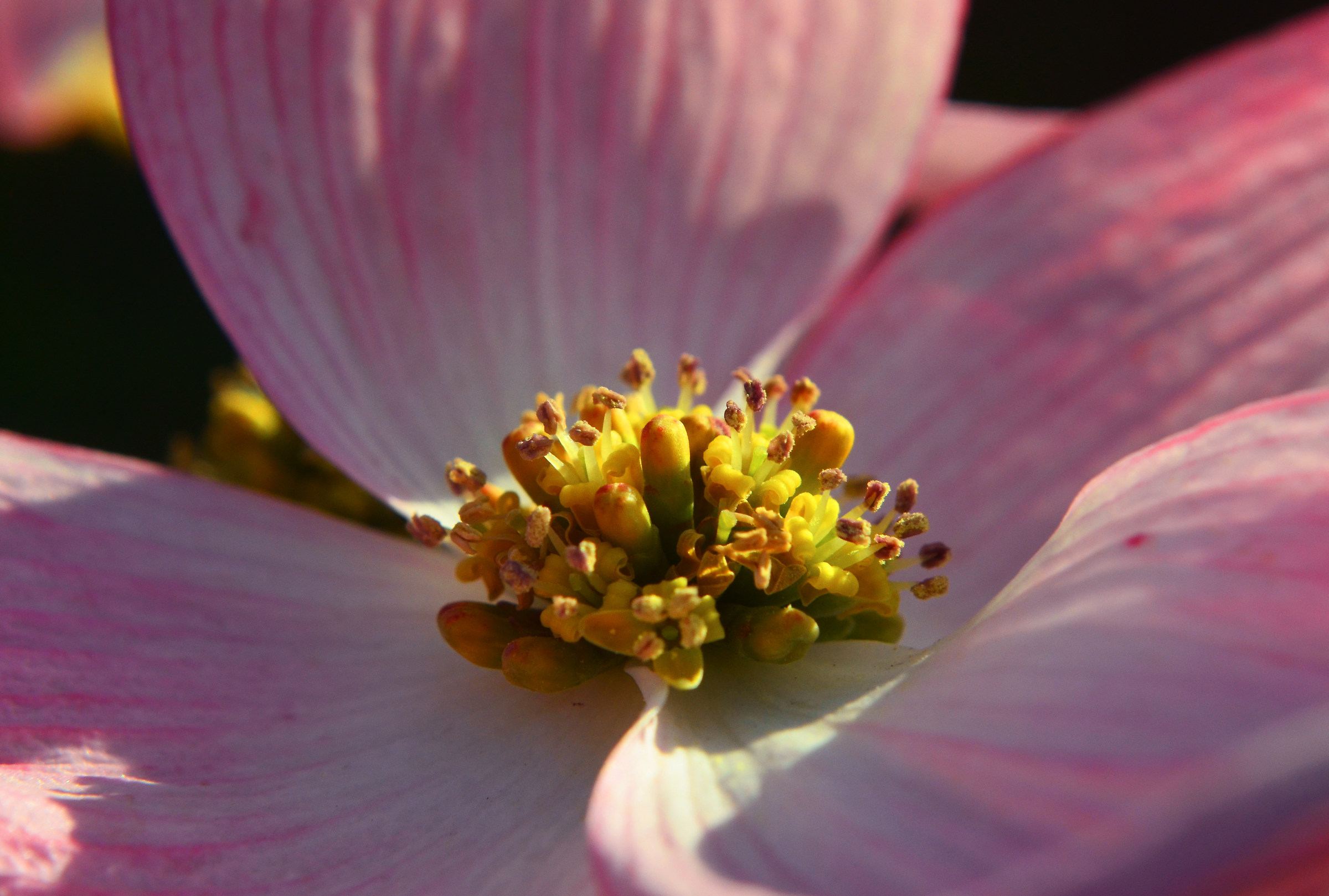 Sensitive and delicate