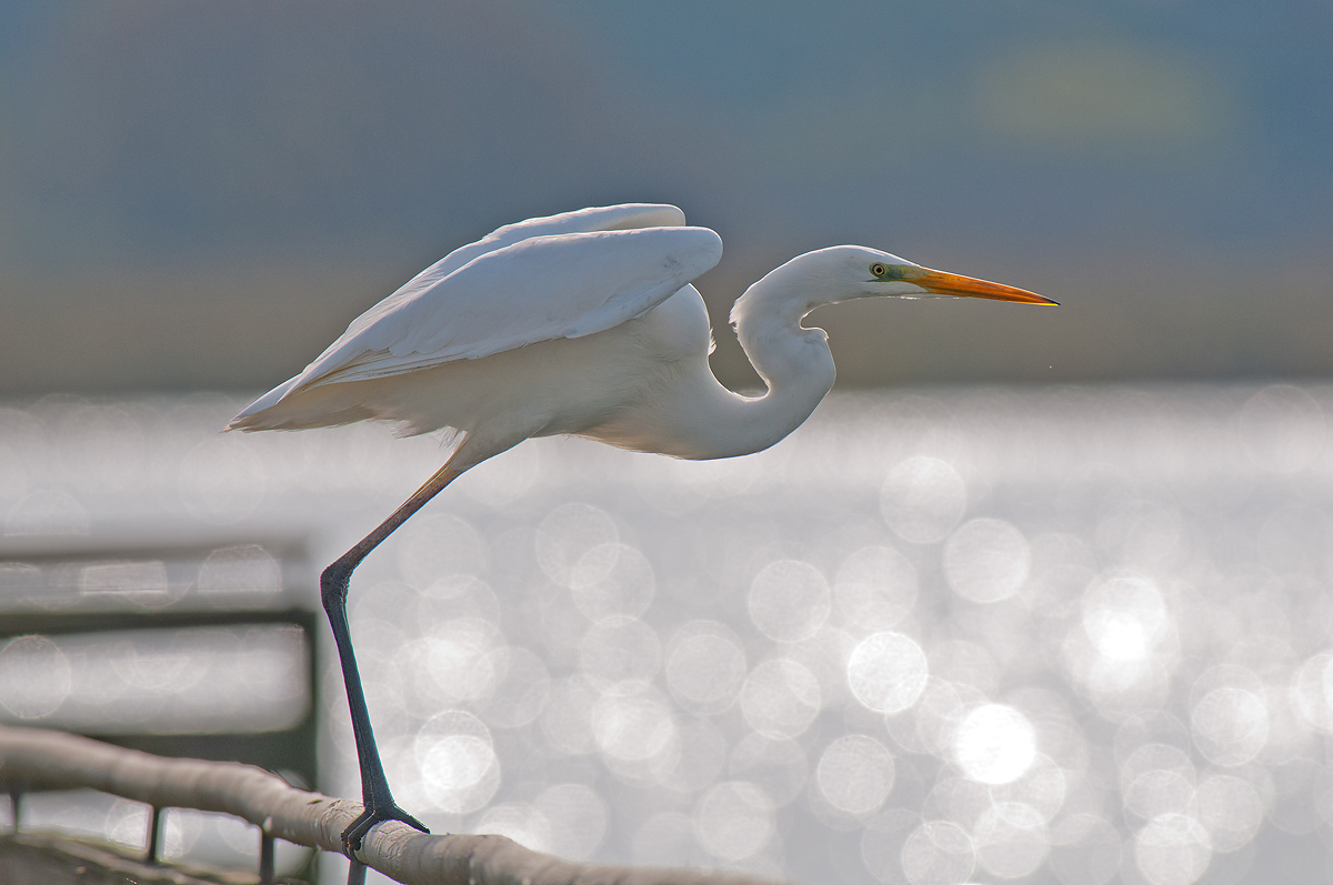Airone bianco maggiore