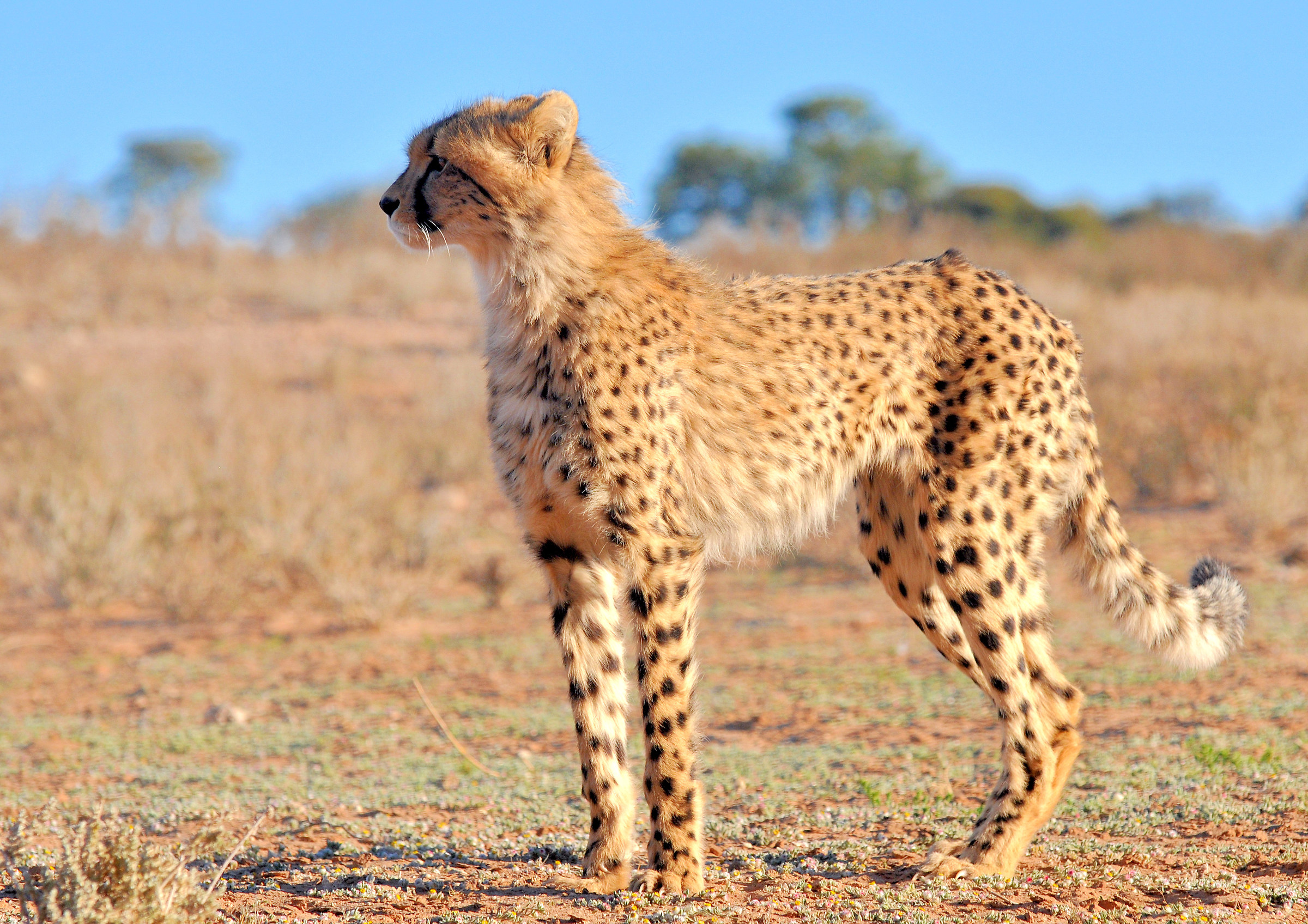 observed before kick