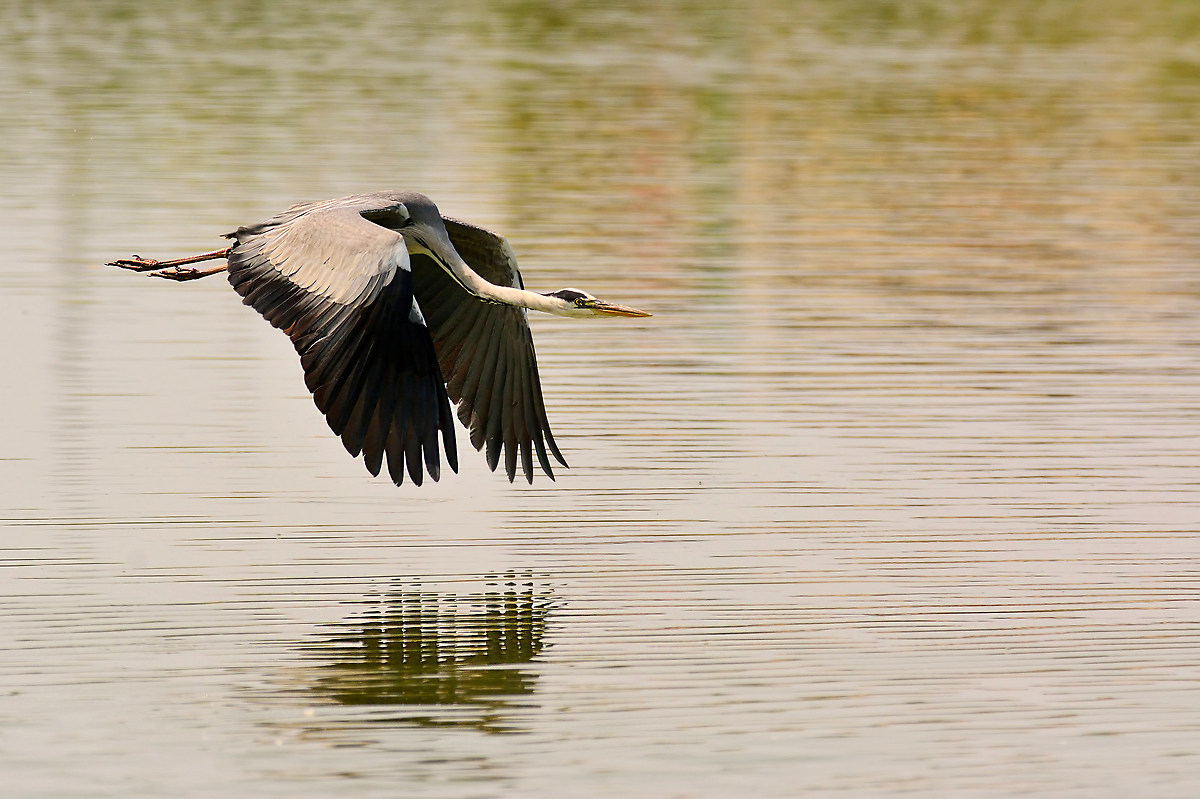Grey Heron in flight oblique
