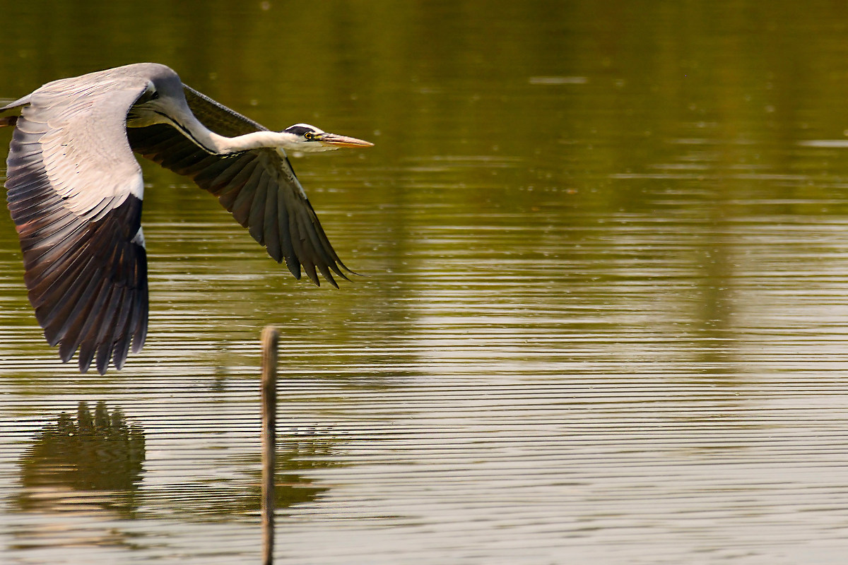Grey Heron