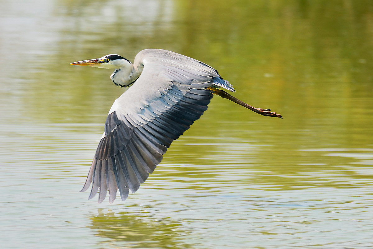 Grey Heron in flight