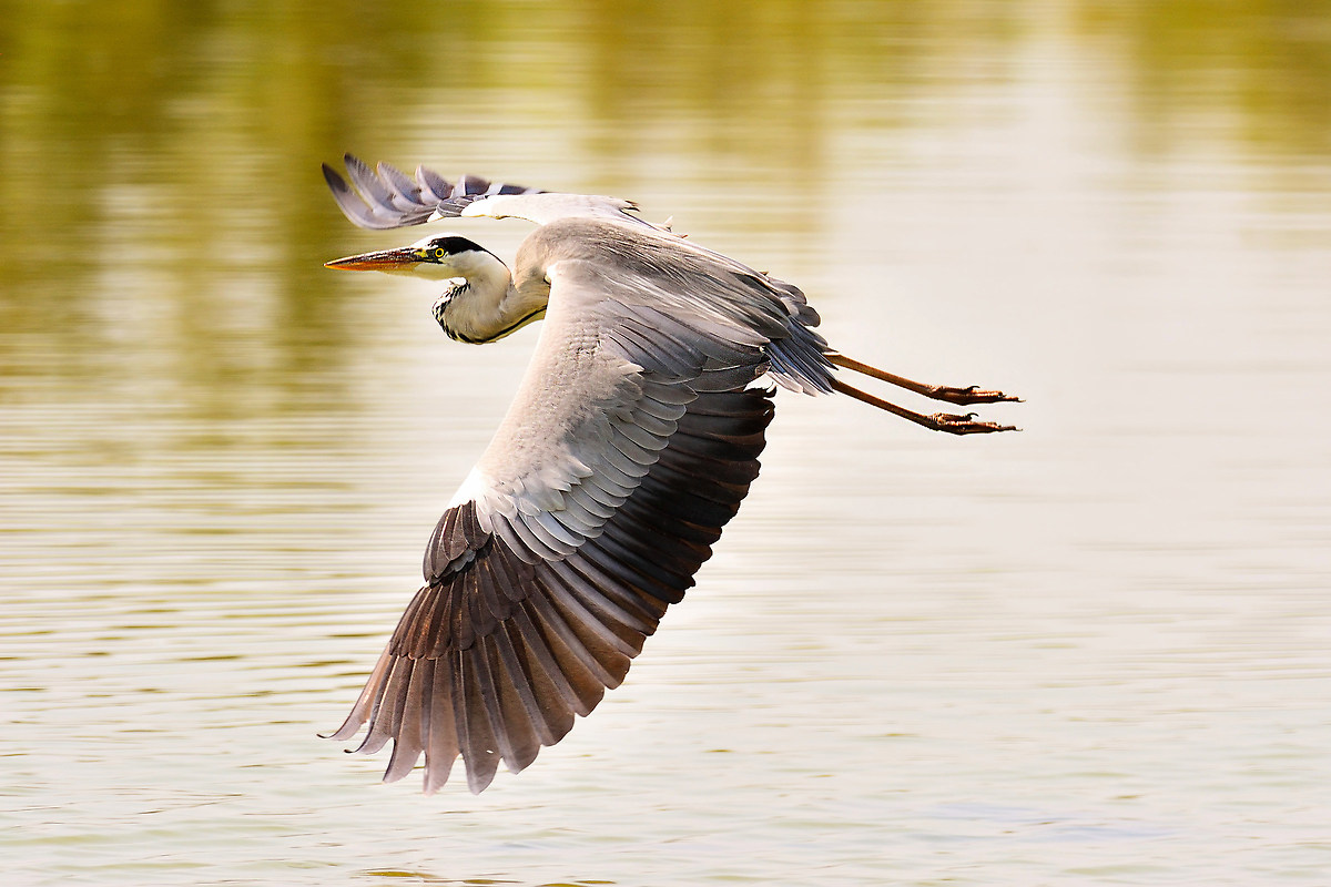 Grey Heron in flight