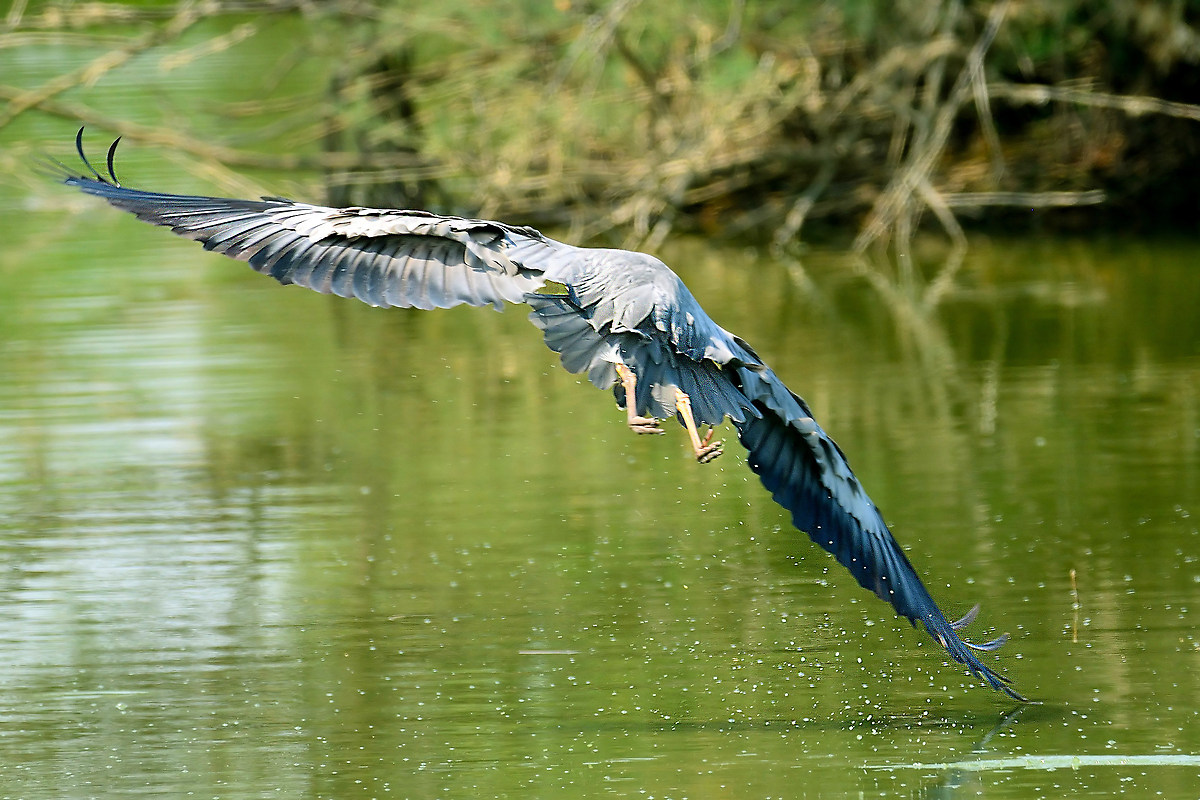 Grey Heron in turn