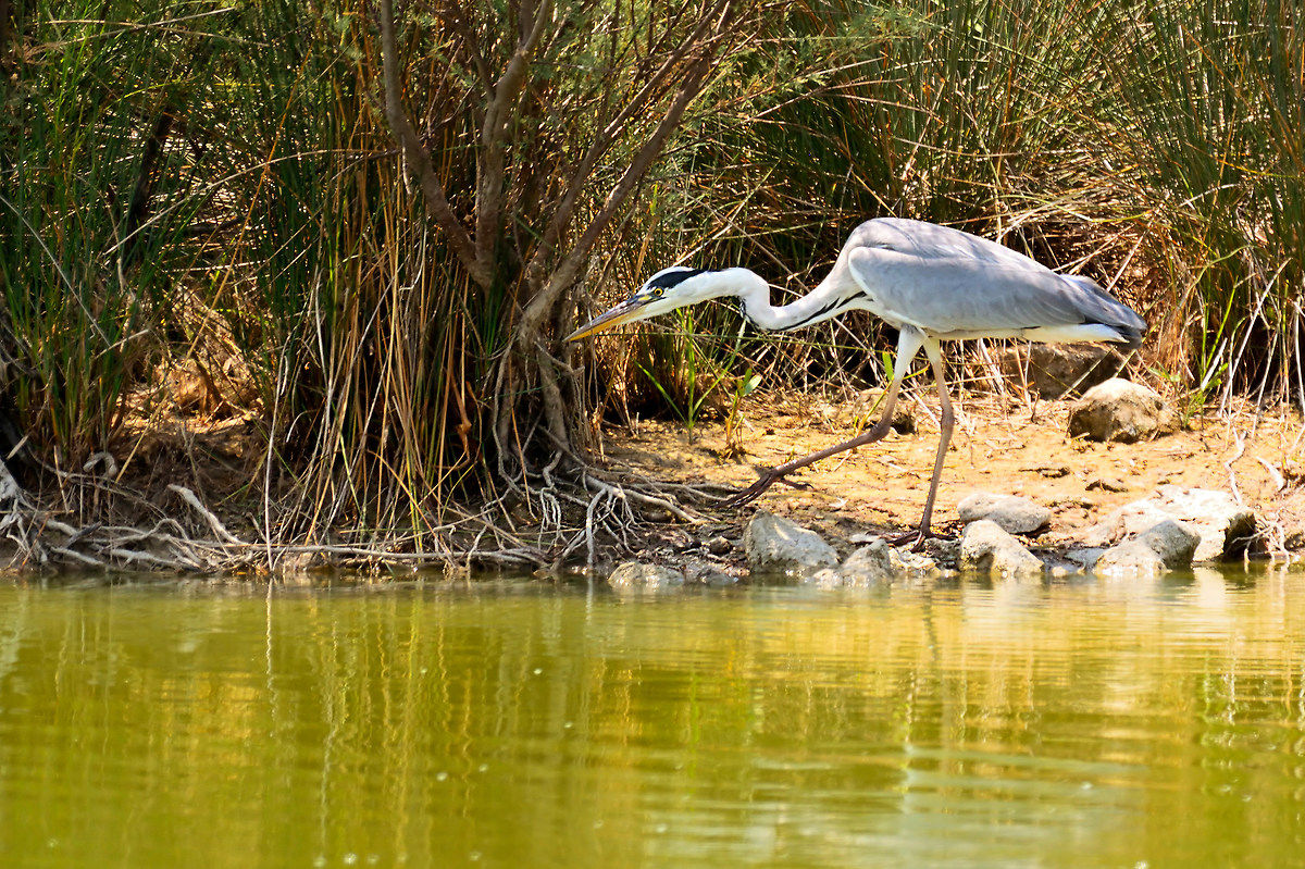 Grey Heron in tip