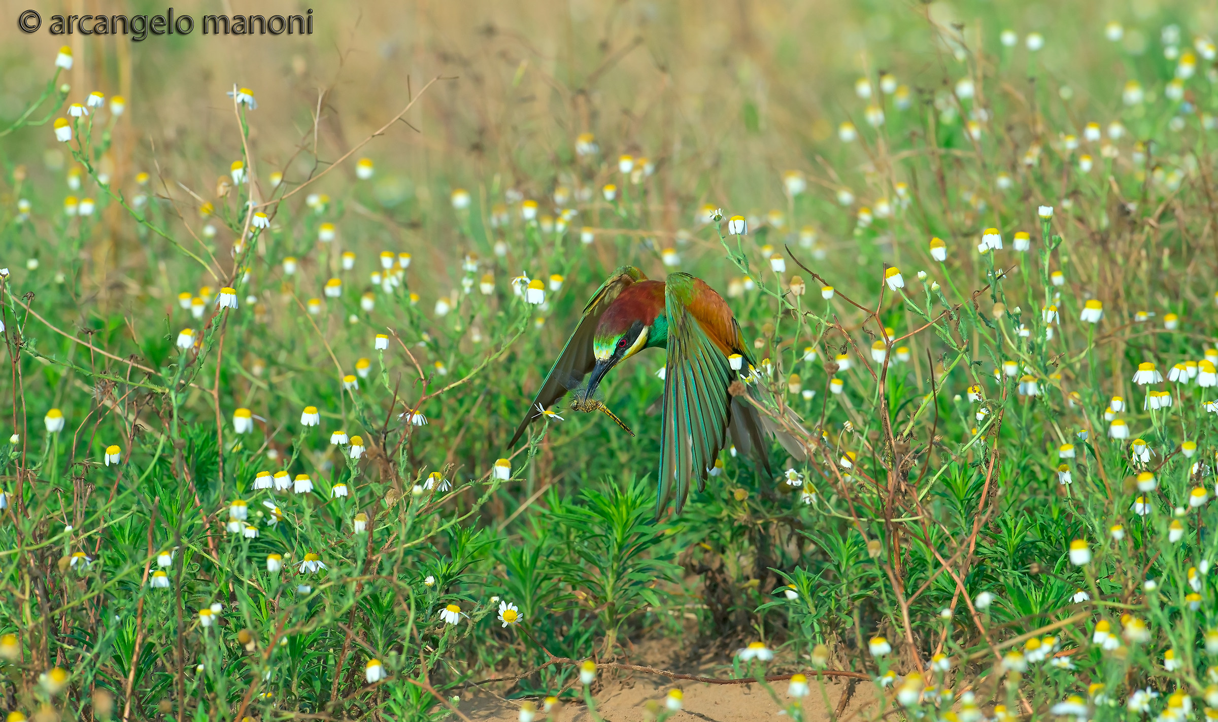 Gruccione camomilla e preda