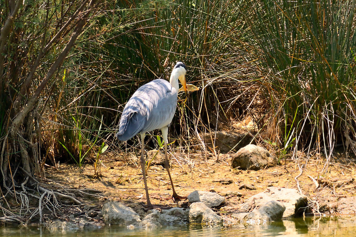 ..... And I eat it safe to land.