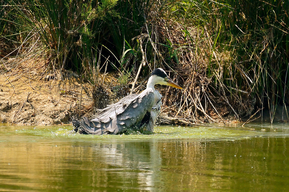 .... A sgrullatina ...