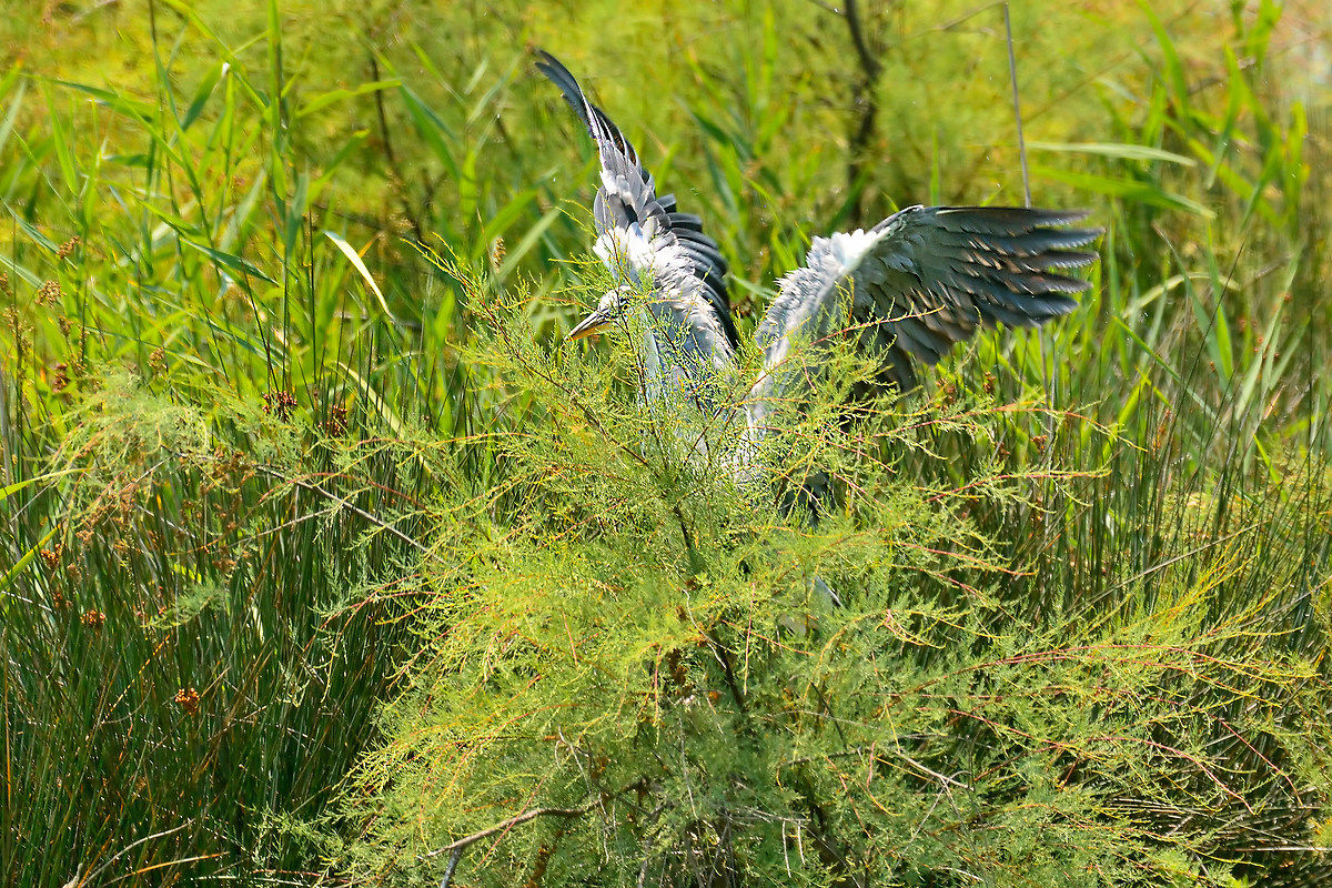 Tree I wipe better ..