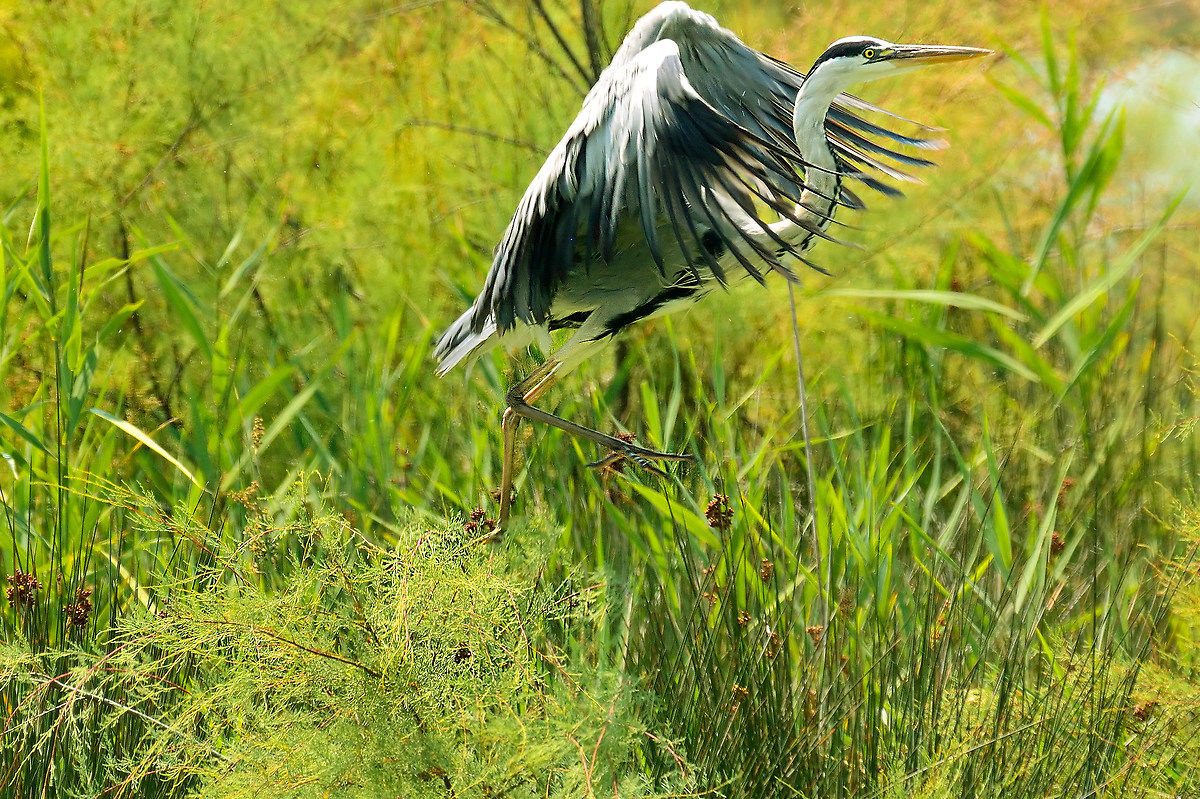 ... And there is too much shade ..