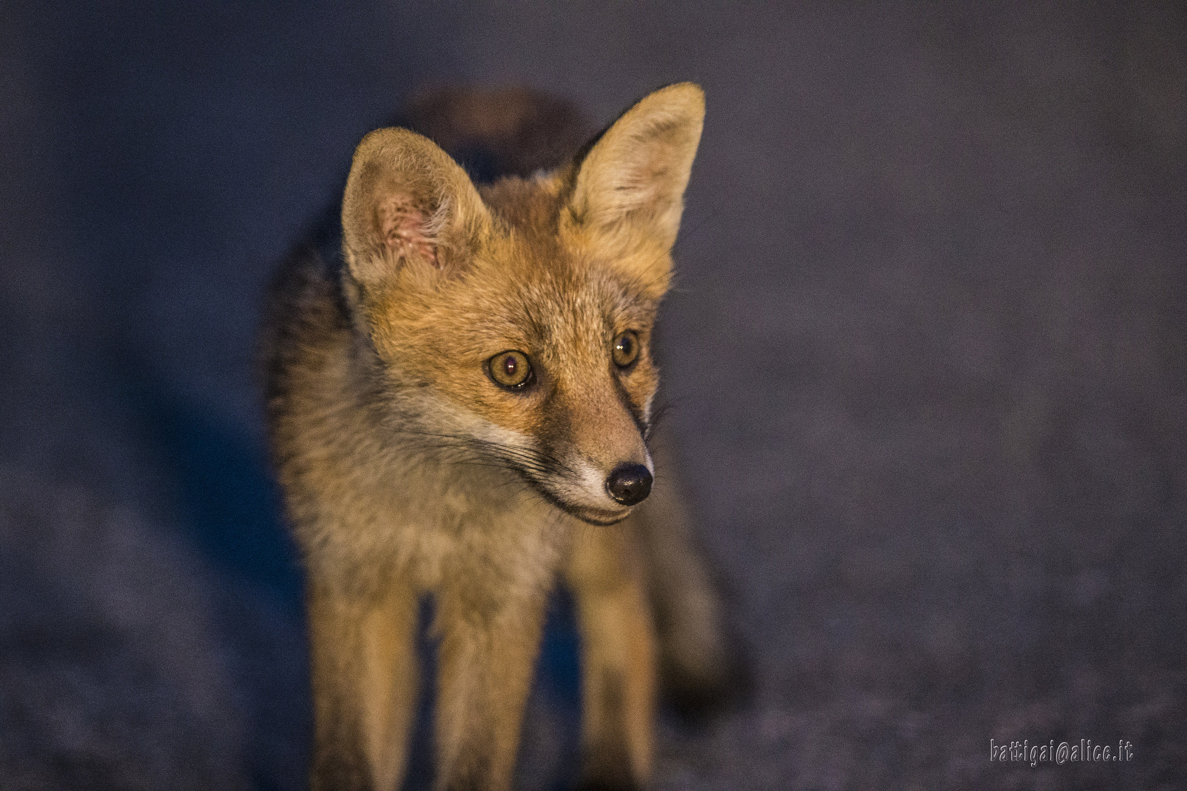 Young fox photographed in the headlights