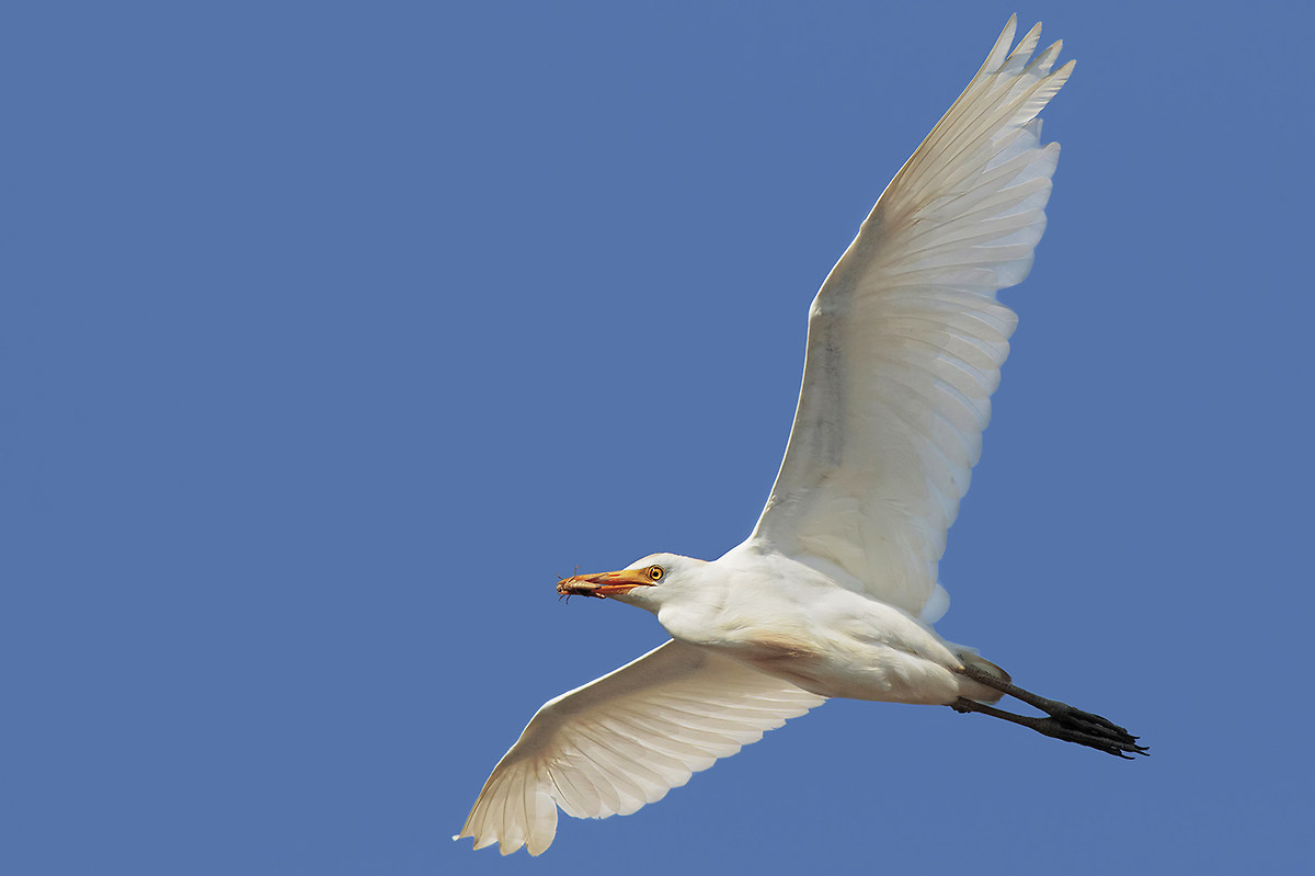 Egret in flight