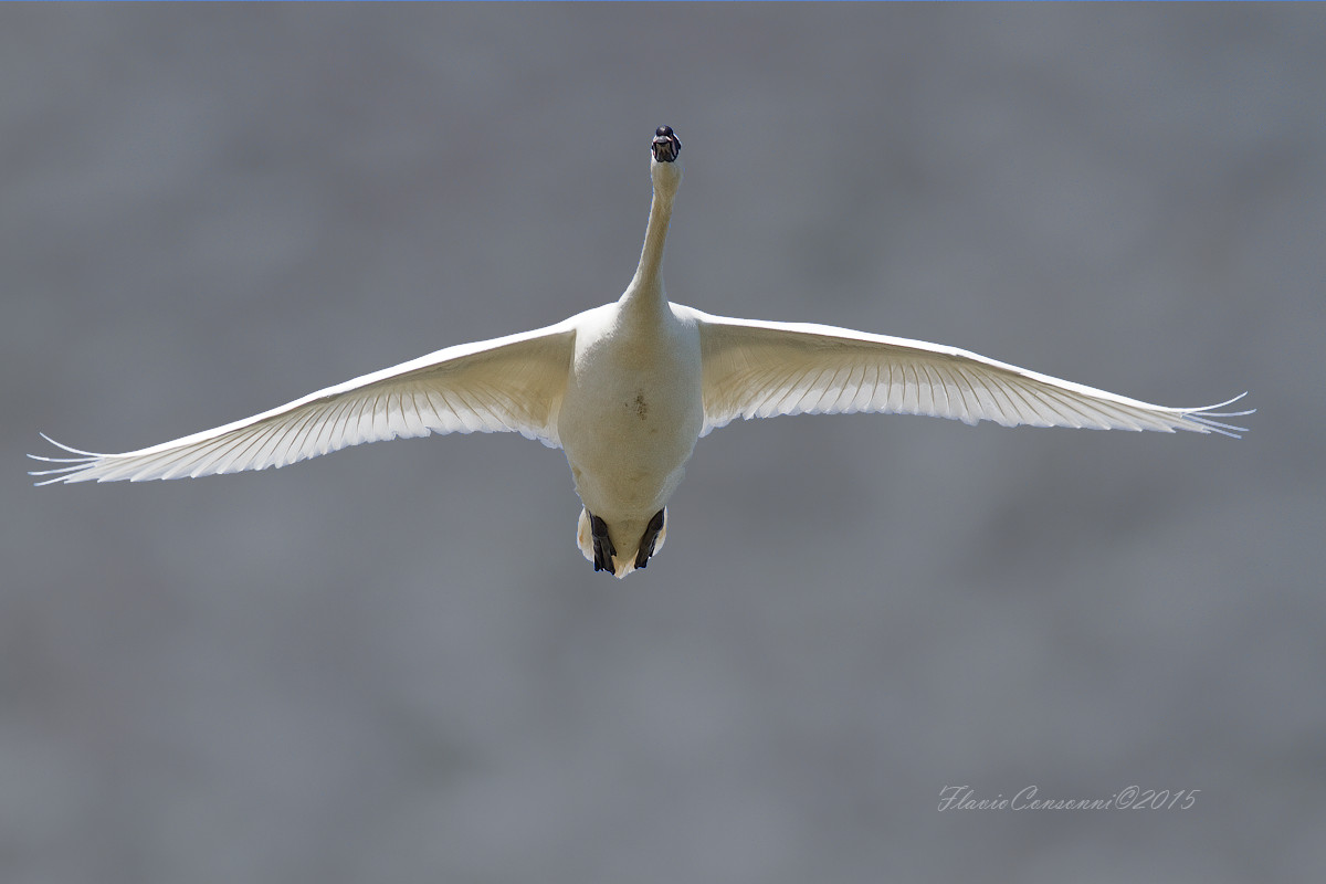 Un volo maestoso ( Cigno reale )