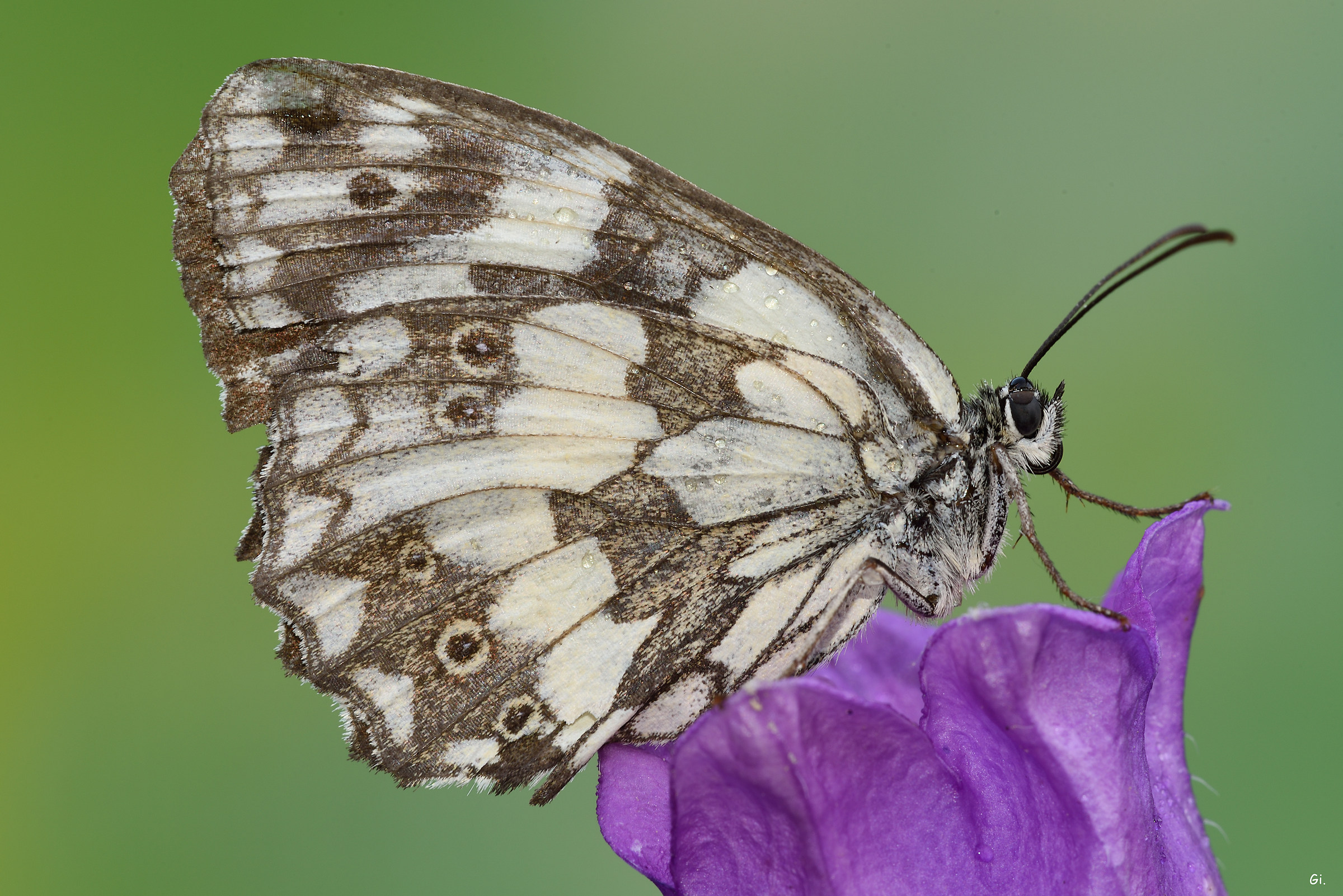 Galatea (first macro shots)